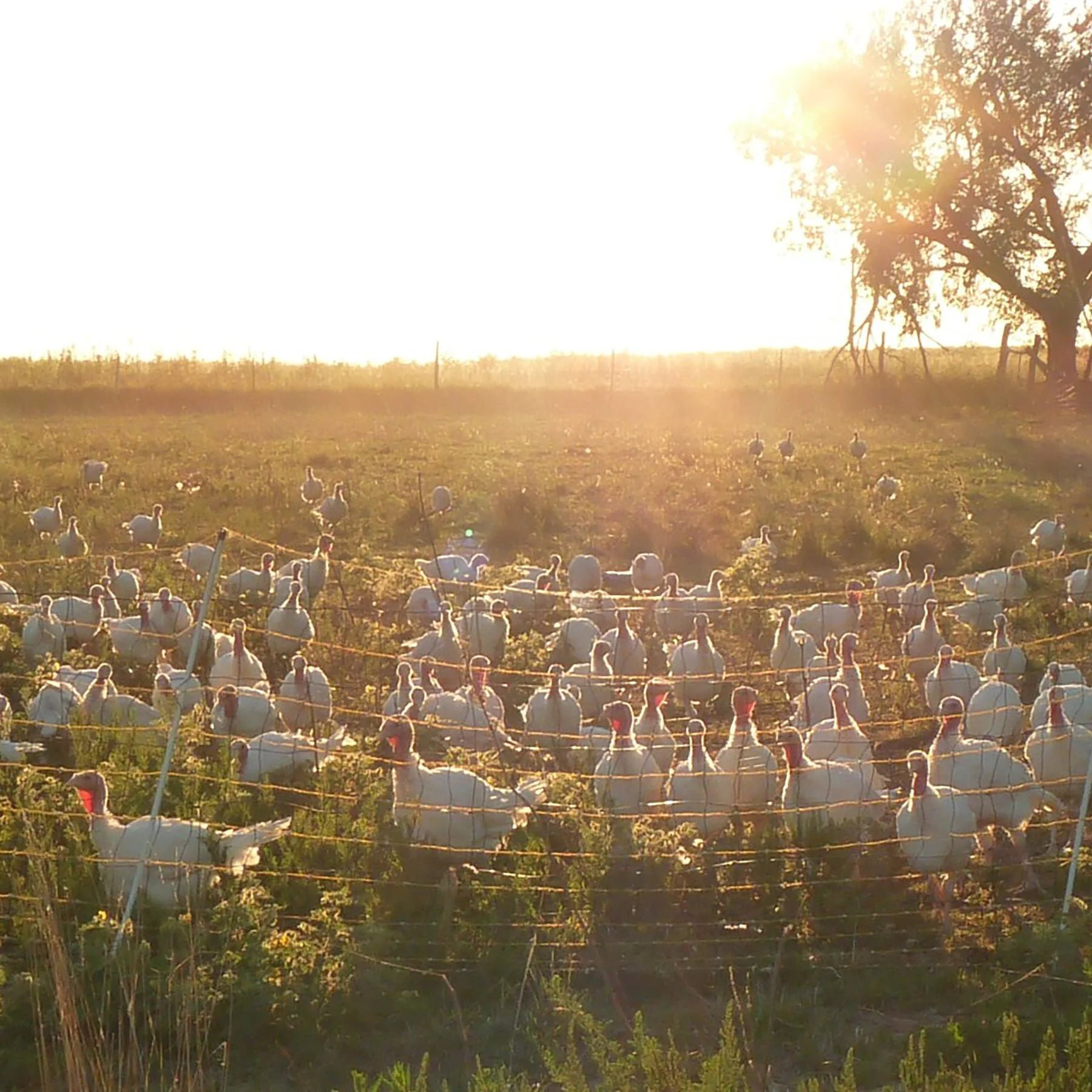 Resources — Bauman's Mobile Meat Market