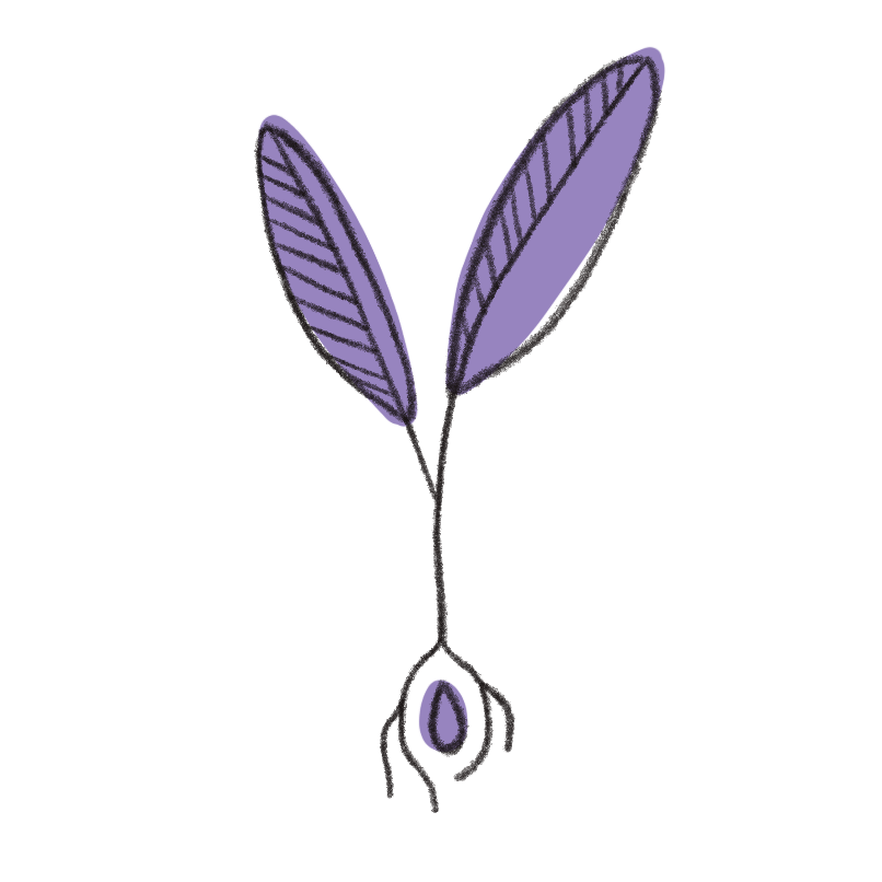 Sketch of a plant with two elongated purple leaves and visible roots, drawn in a minimalist style.