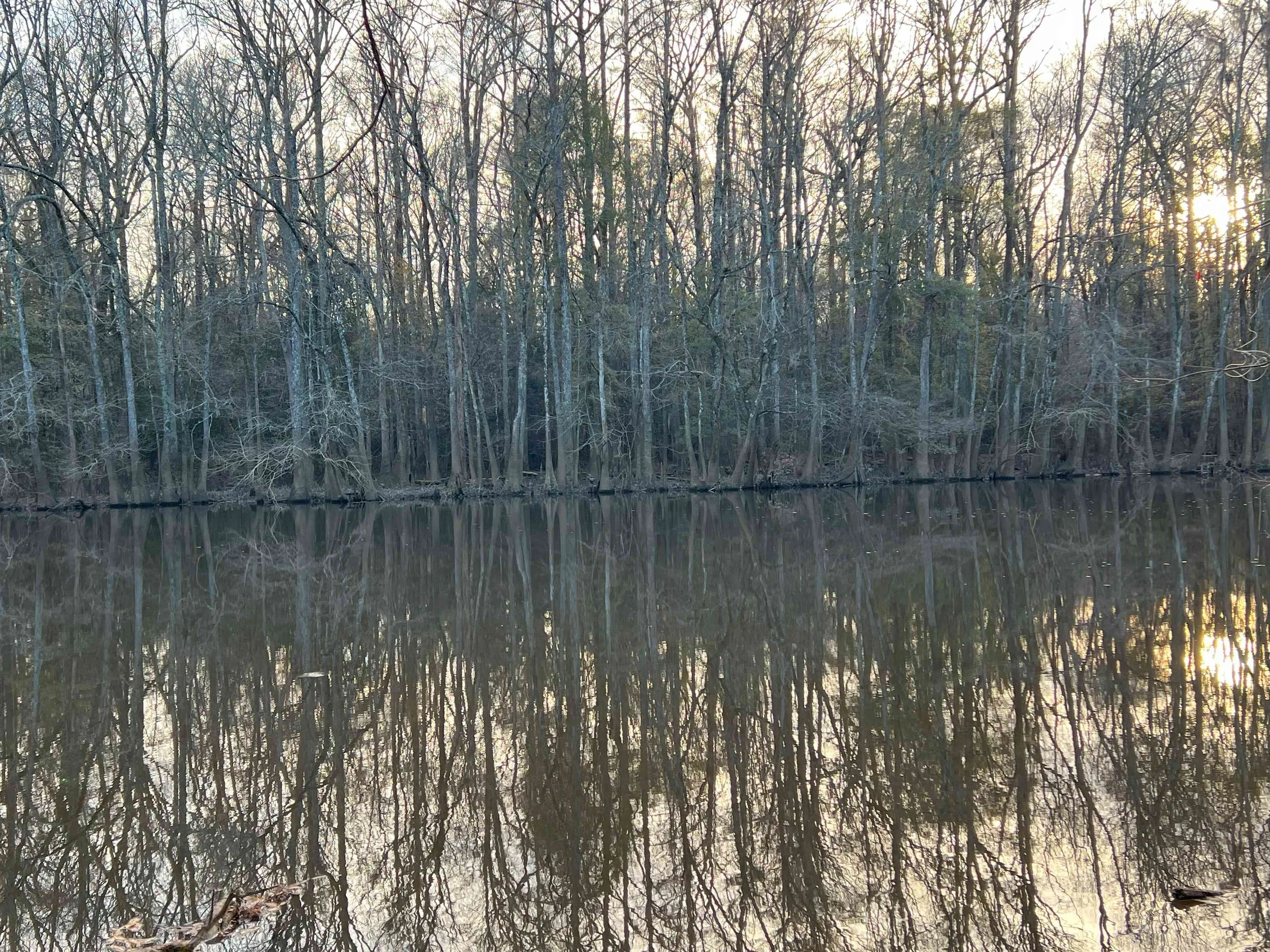 Day 4 Tranquil Congaree.jpg