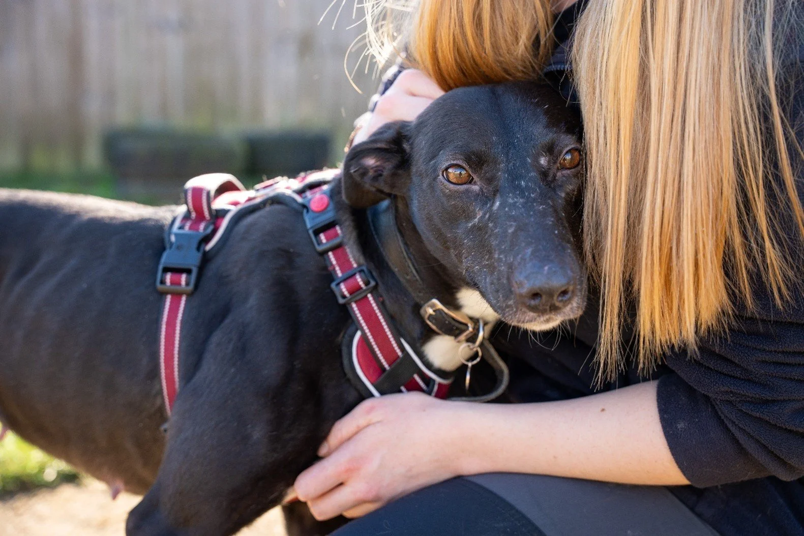 Bath Cats and Dogs Home seeks Chair