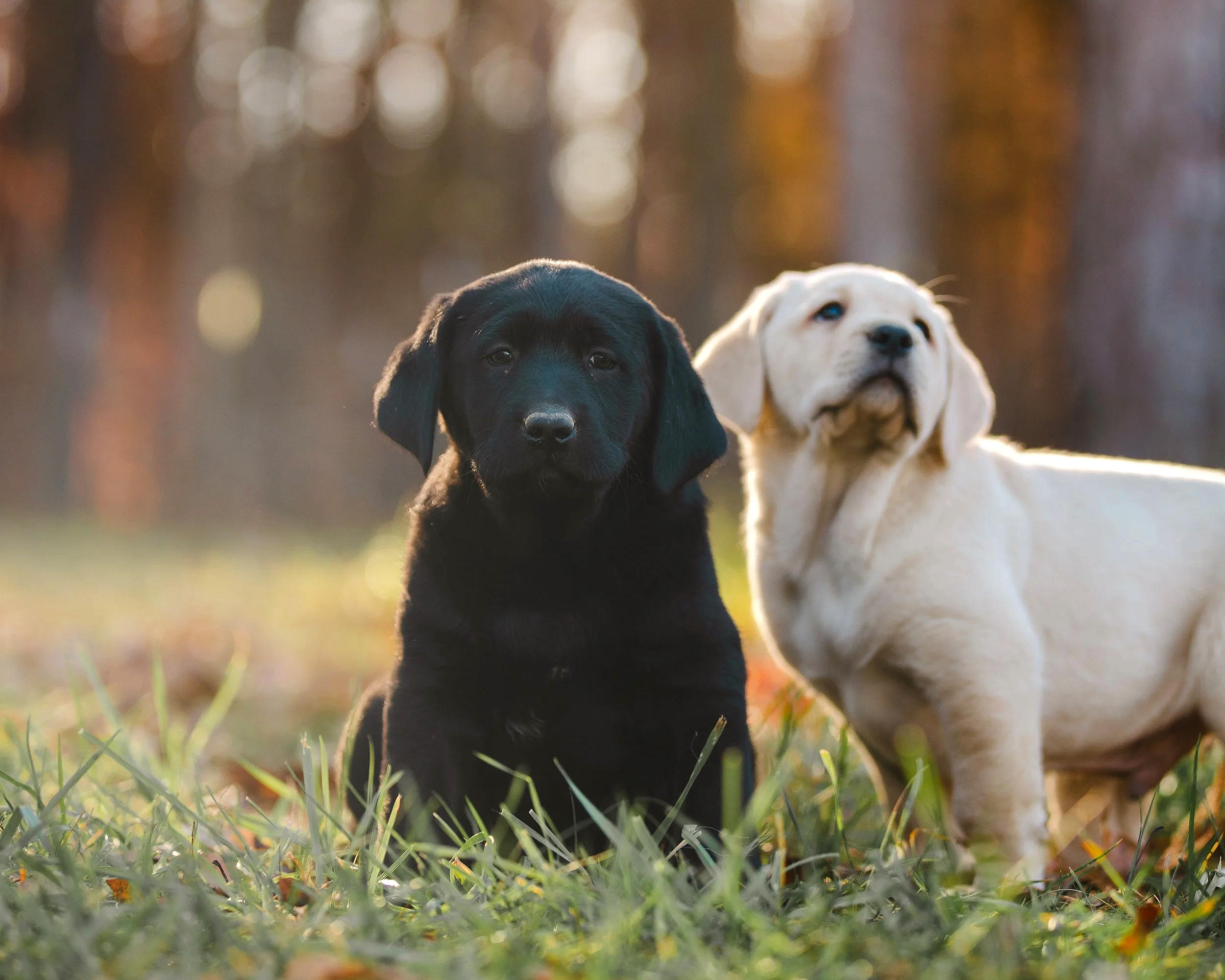 Two Labrador Retriever puppies, one black and one yellow, sitting in green grass outdoors during autumn with blurred colorful trees in the background.
