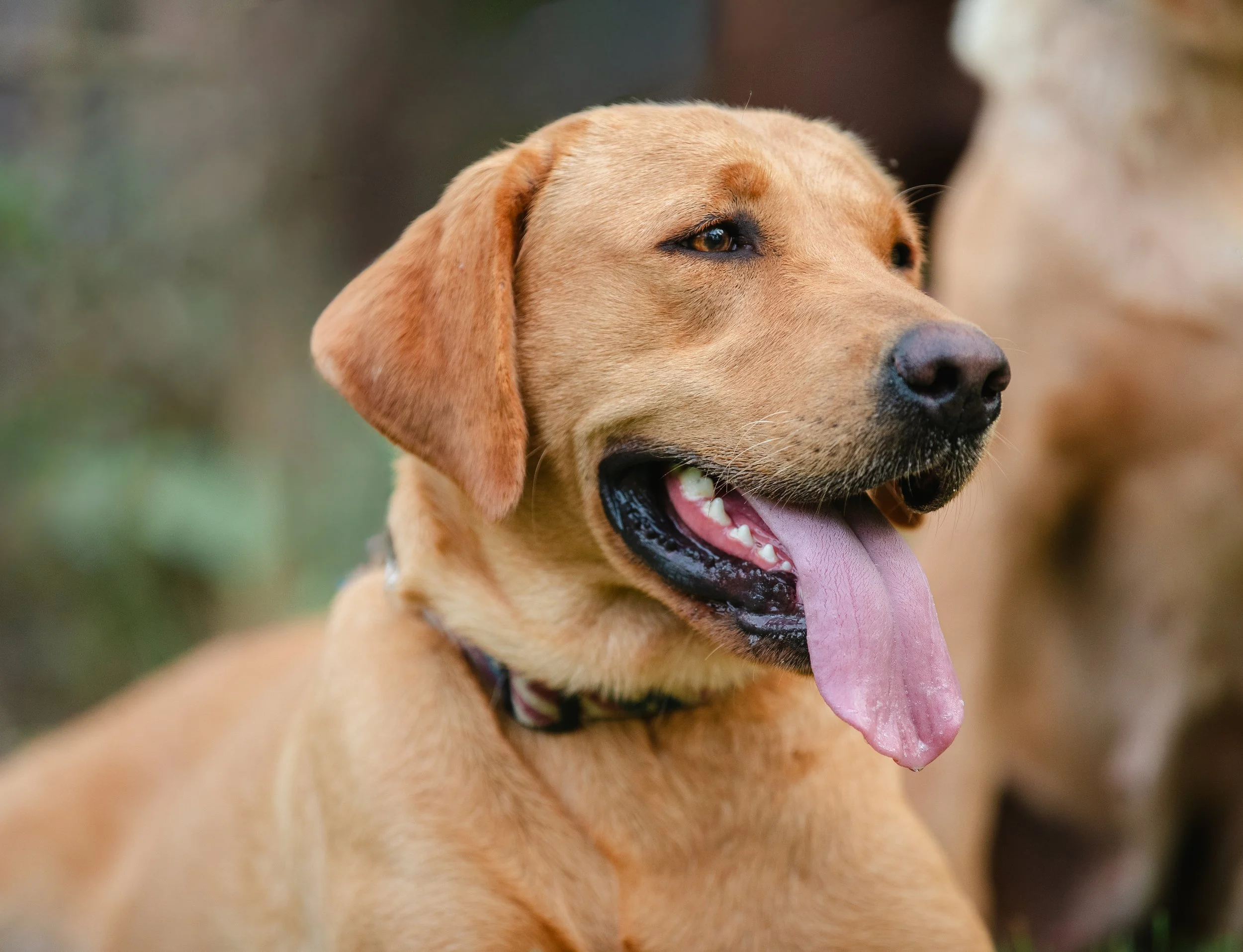 Close-up of a happy, yellow Labrador Retriever dog with its mouth open, tongue out, and eyes looking to the side.