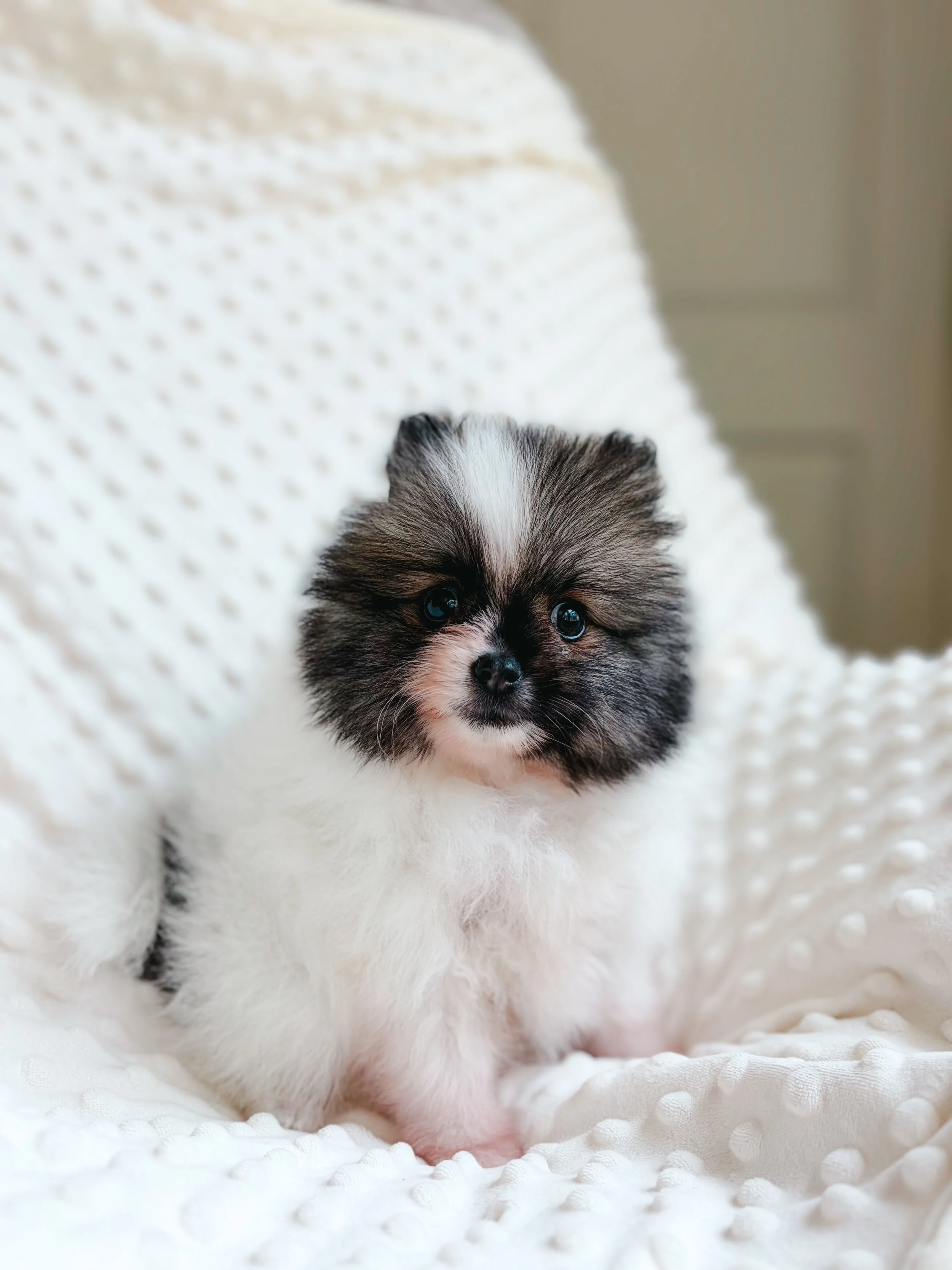 Male Parti Pomeranian puppy