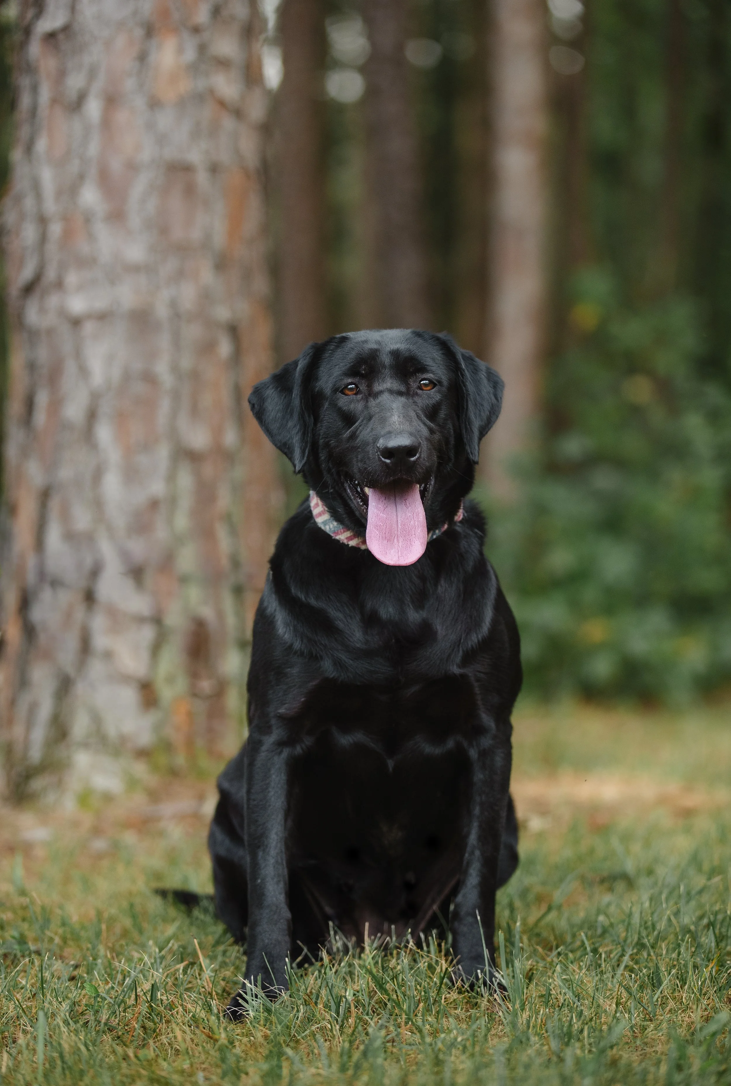 A black Labrador Retriever dog sitting on grass in a wooded area with trees in the background.