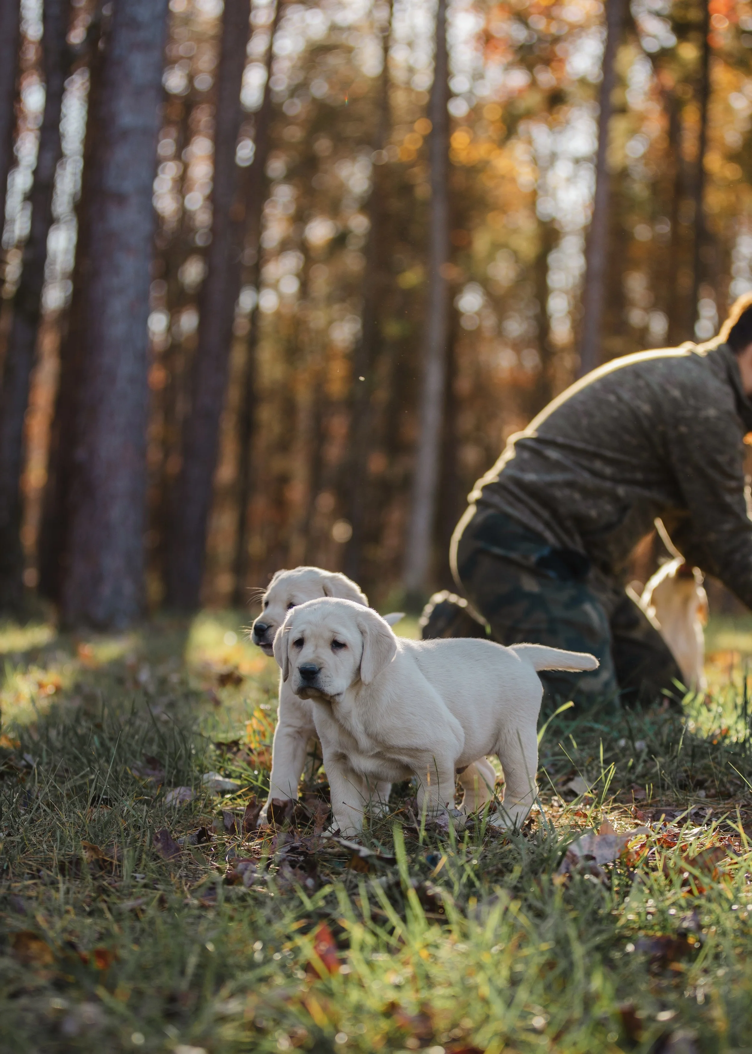 Labrador Retriever puppies outdoors in a wooded area during autumn, with a person sitting nearby, partially visible, near fallen leaves on the grass.