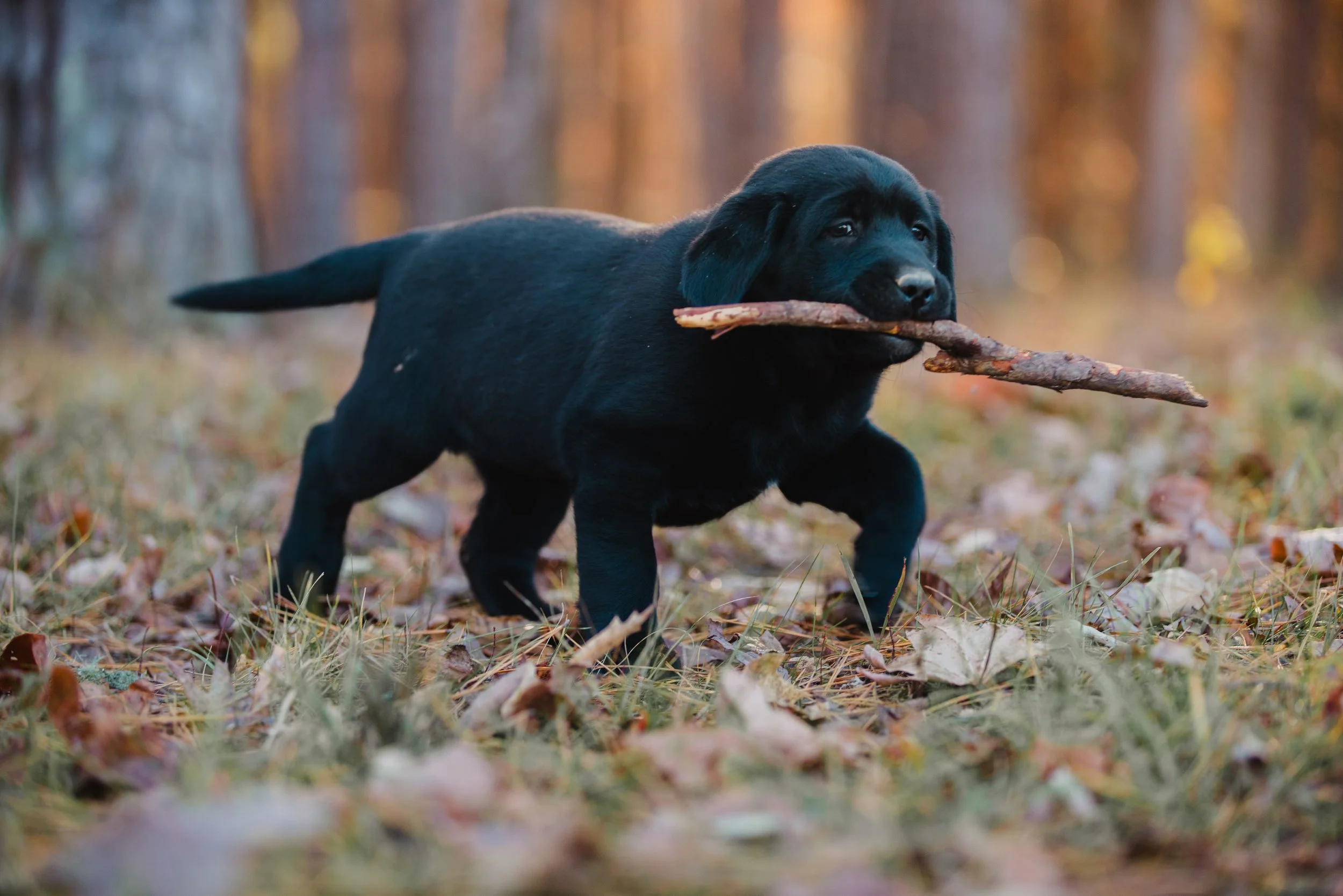 A black Labrador puppy running through a forest with leaves on the ground, carrying a stick in its mouth during autumn.
