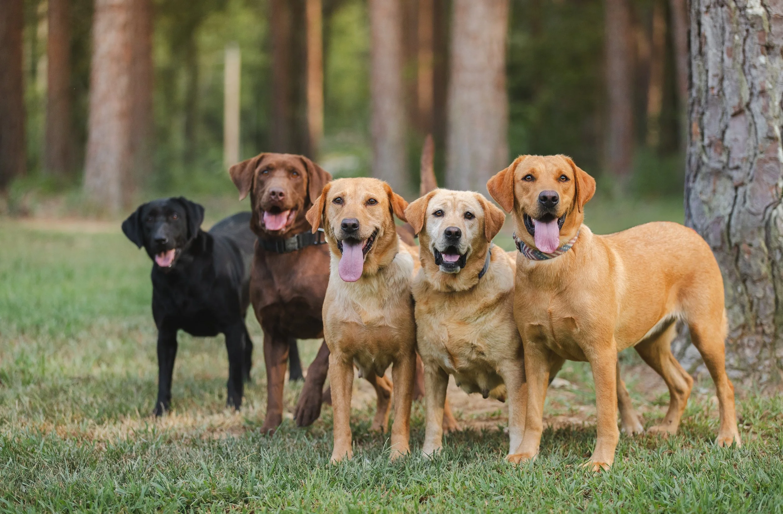 Six Labrador Retrievers with different coat colors standing outdoors in a wooded area, facing forward with their tongues out.
