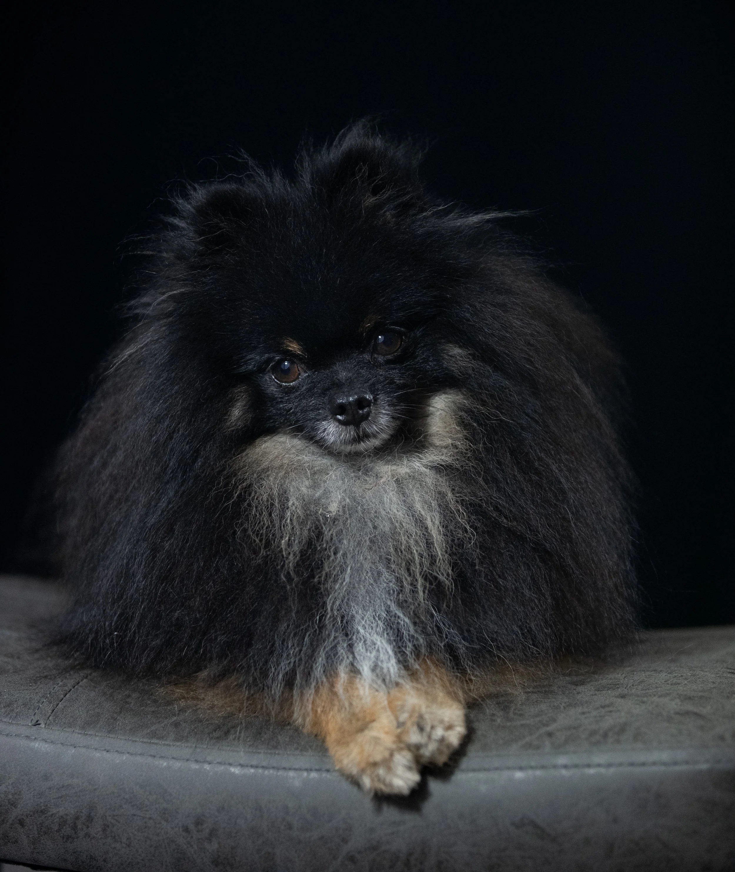 Black & Tan tri color male Pomeranian