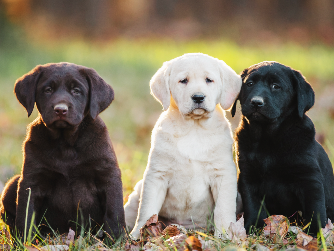 Three Labrador puppies sitting on grass with fallen leaves: one chocolate, one yellow, and one black, outdoors at sunset.