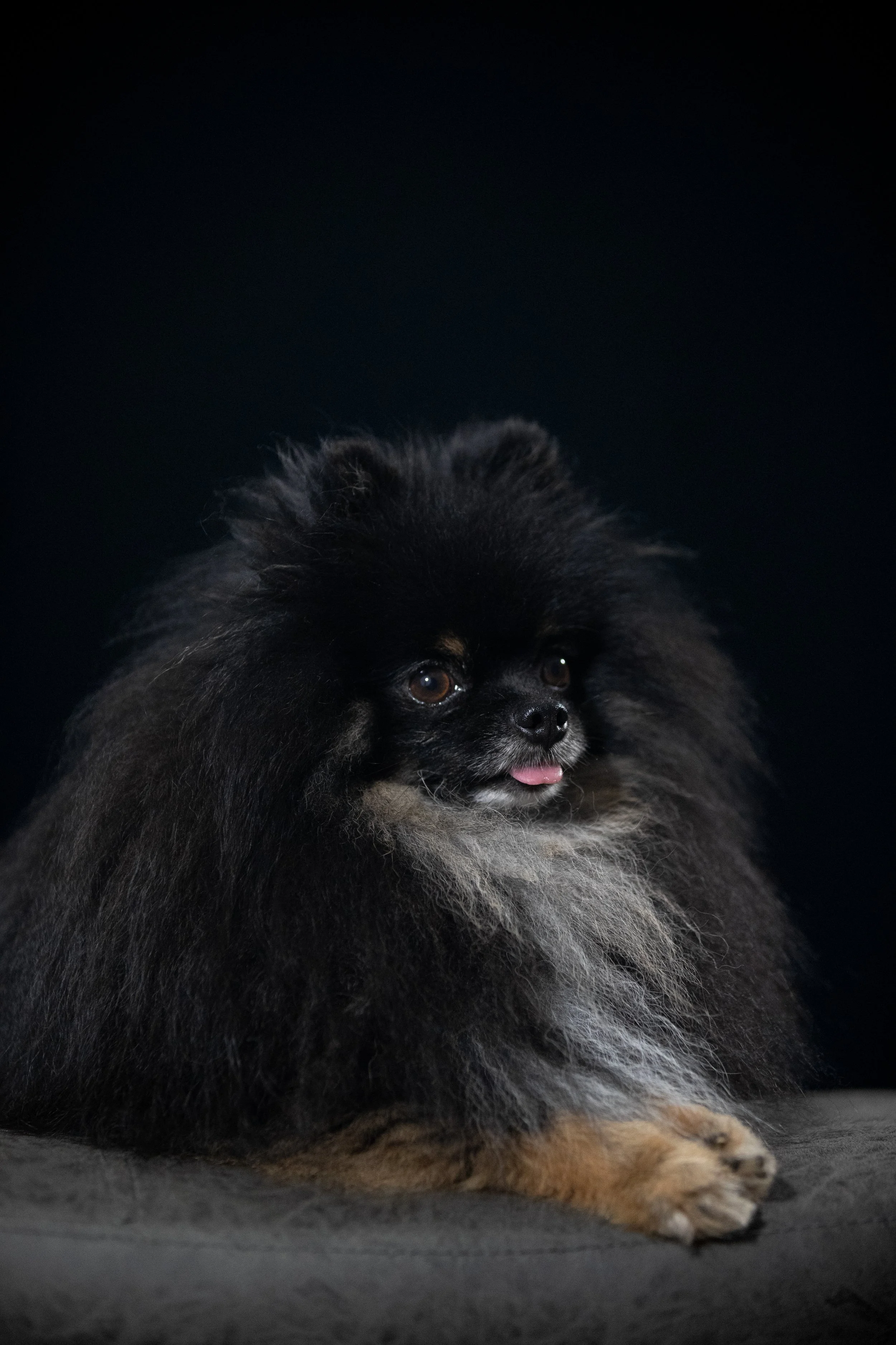 Black & Tan tri color male Pomeranian with its tongue slightly sticking out, against a dark background.