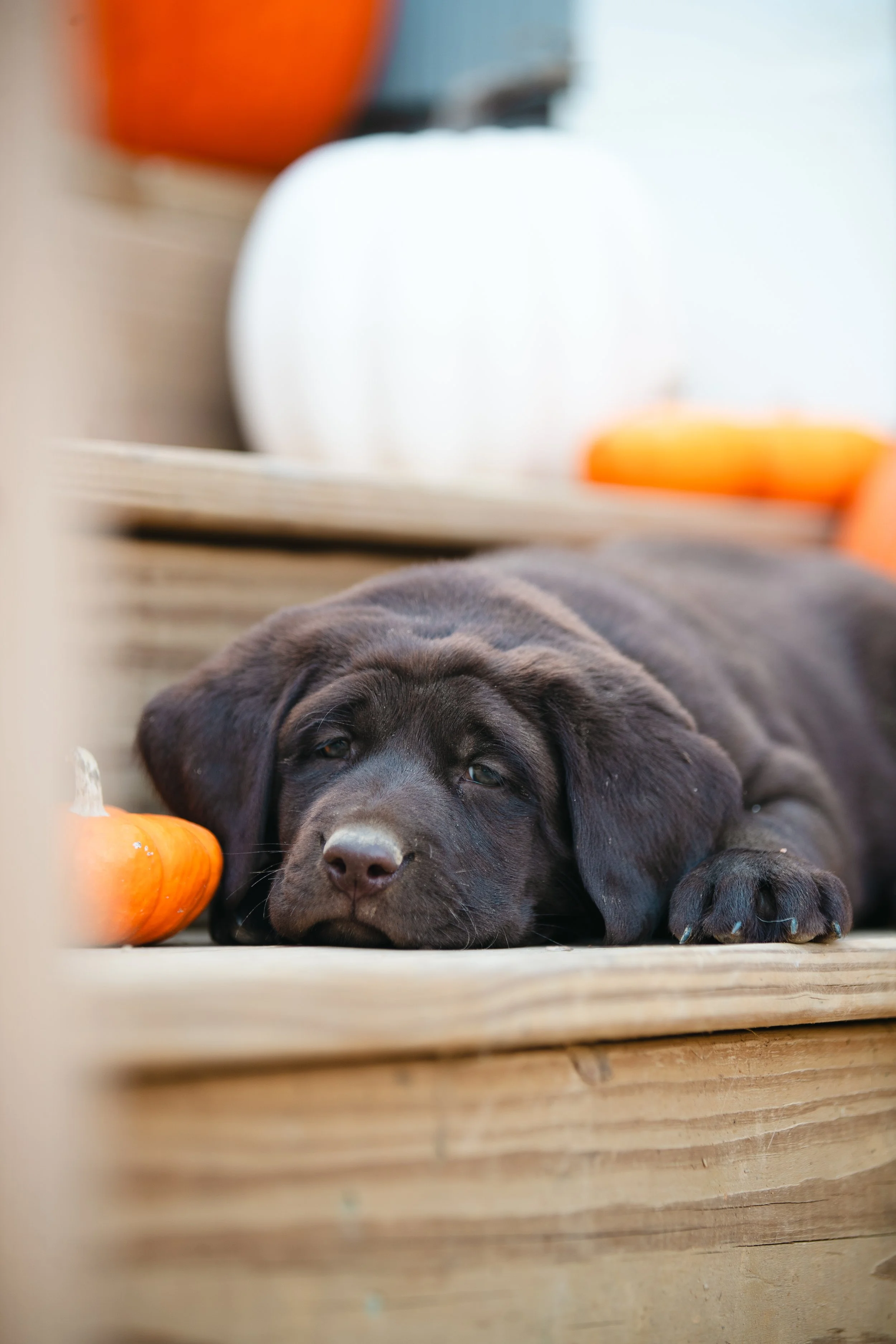 A chocolate labrador retriever puppy lies on a wooden surface, resting its head and eyes open, surrounded by small pumpkins, with blurred pumpkins and decor in the background.