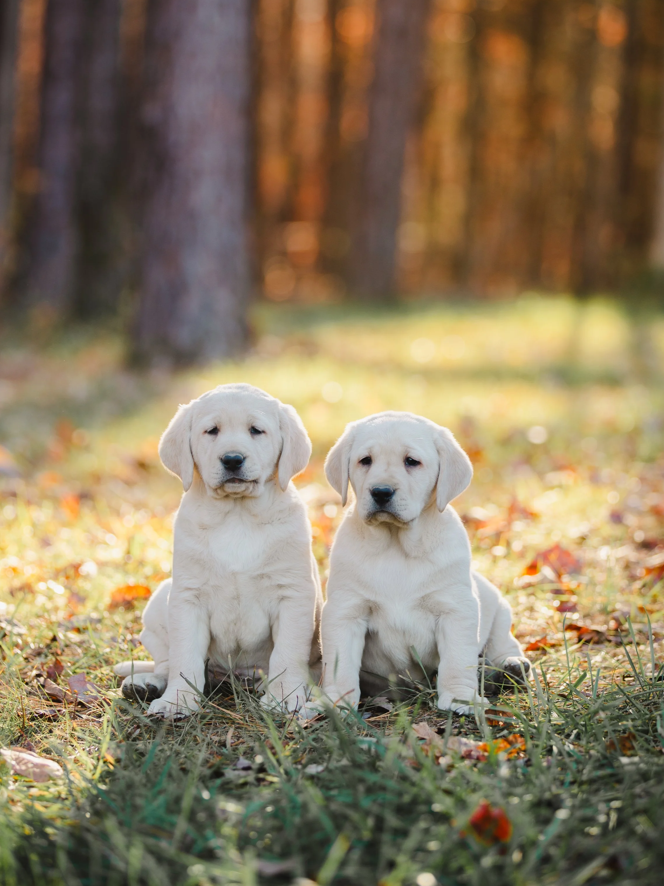 Two yellow Labrador puppies sitting on the grass in a park with trees in the background during autumn.