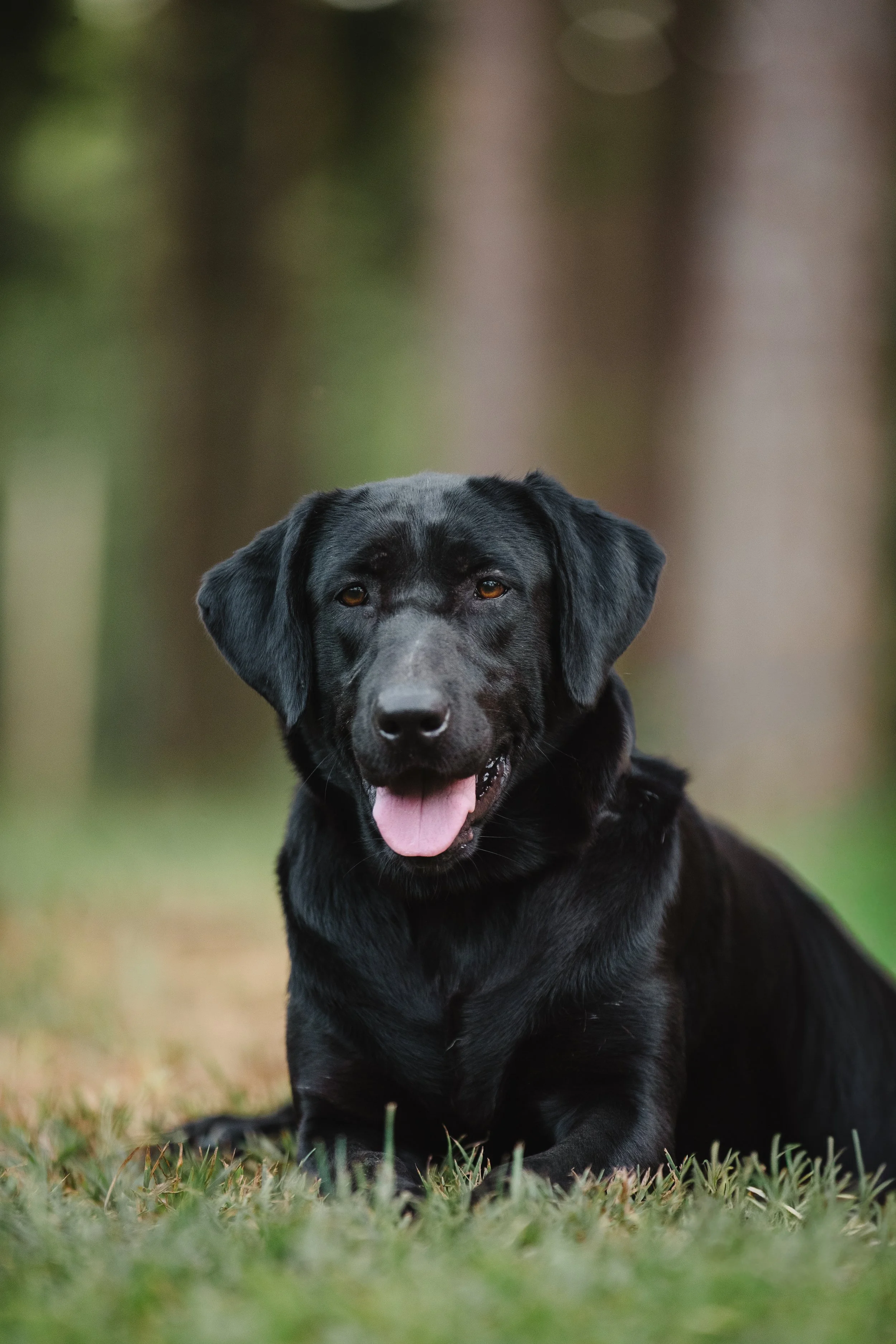 A black Labrador Retriever dog lying on grass in an outdoor setting with blurred trees in the background, looking at the camera with its tongue slightly out.
