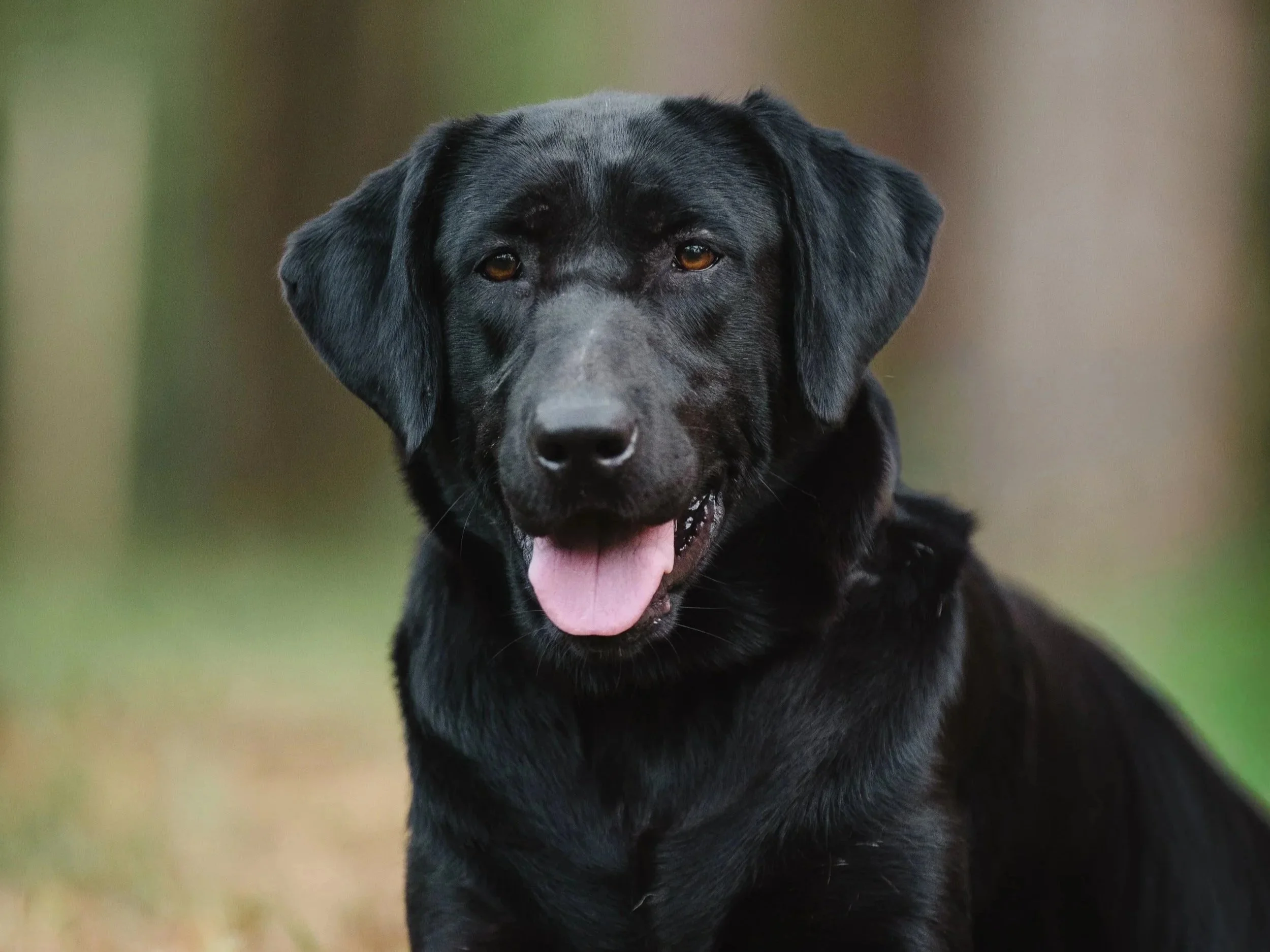 Close-up of a black Labrador Retriever with amber eyes, open mouth, and tongue out outdoors with blurred background.