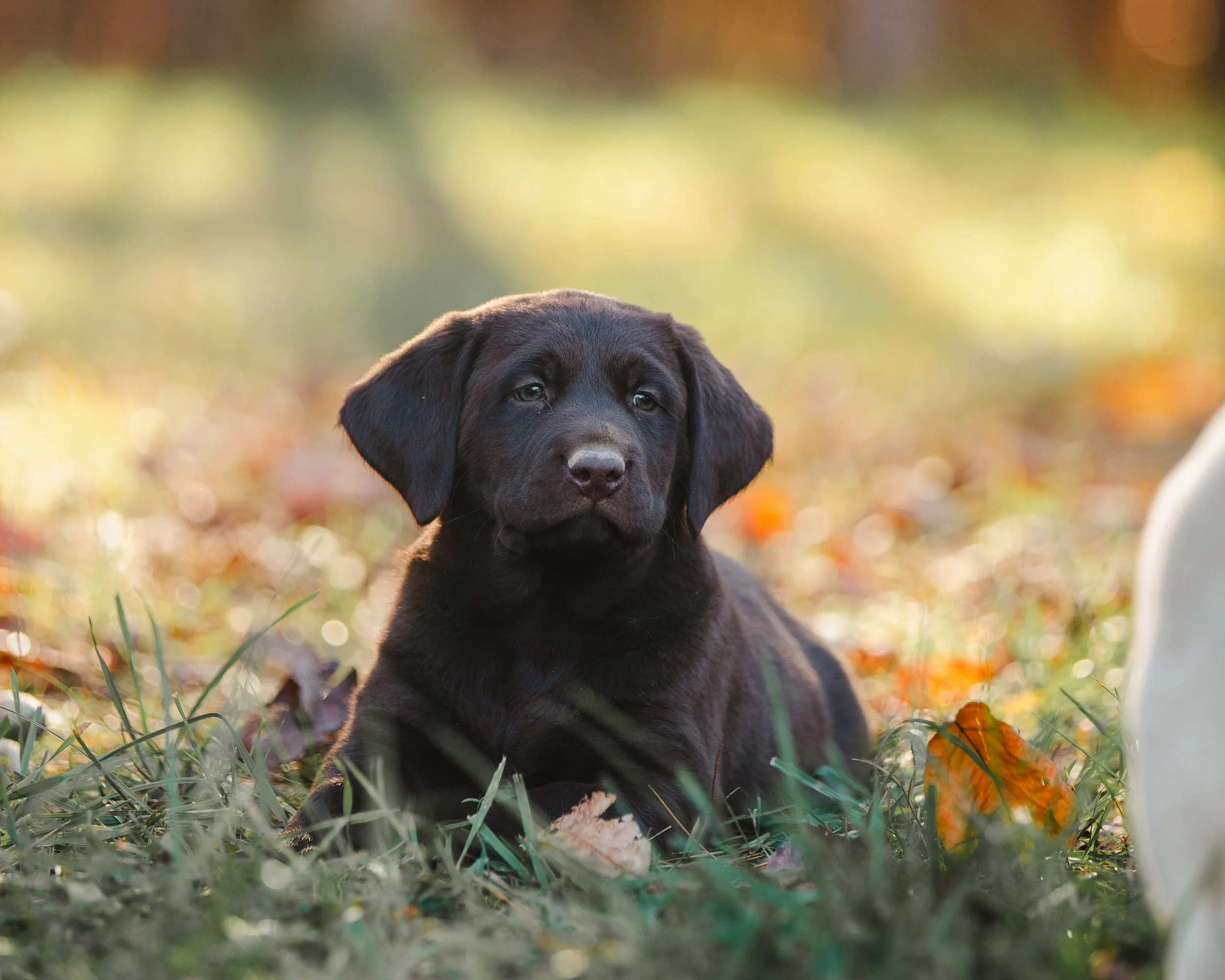 Close-up of a black Labrador Retriever puppy sitting outdoors on autumn grass with colorful fallen leaves, blurred background with warm light.