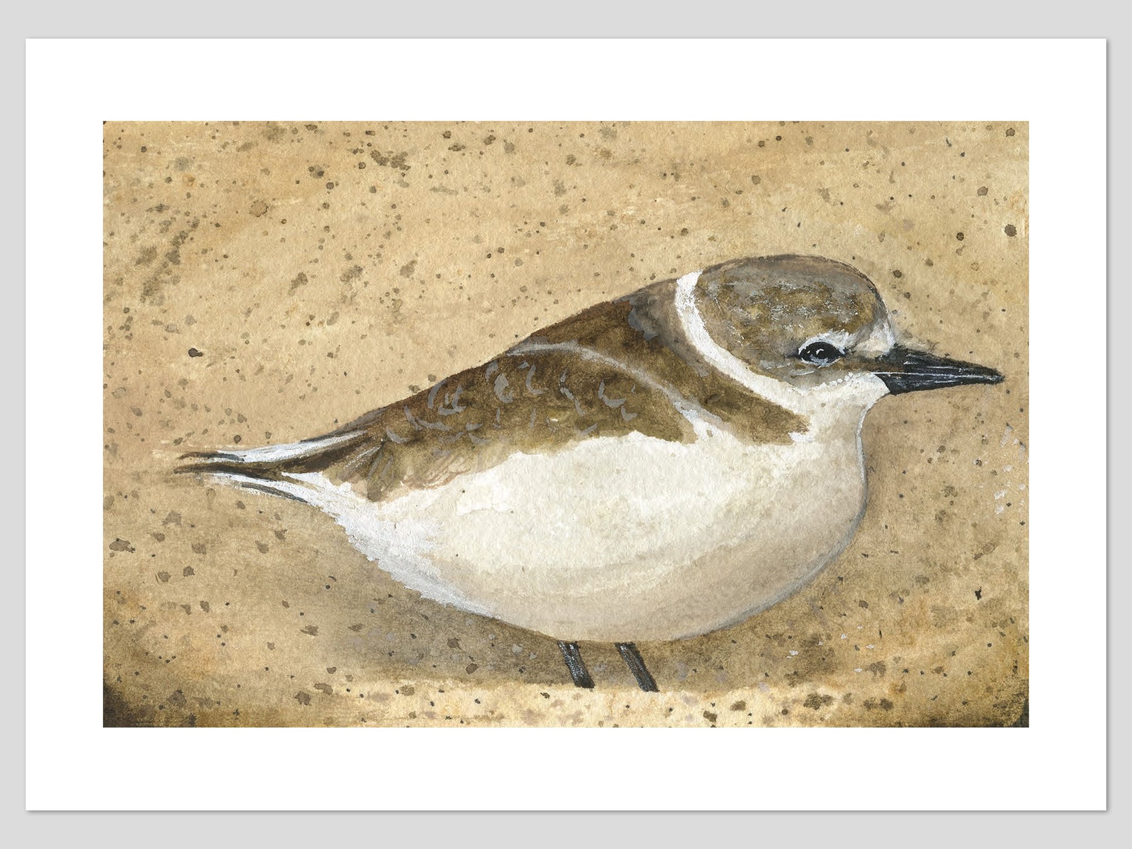 Half Moon Bay Plover