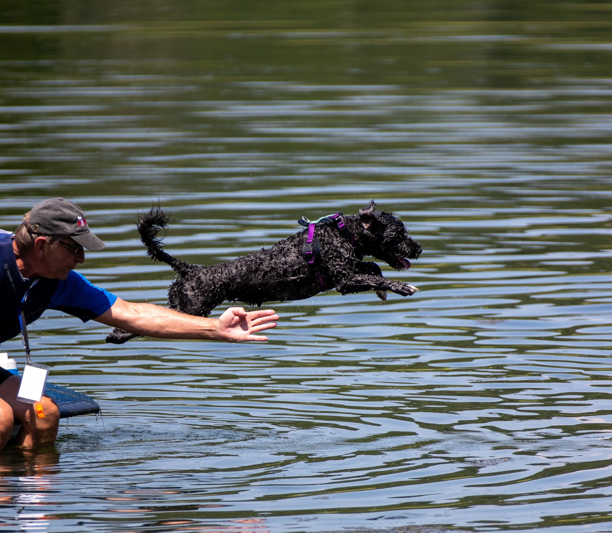 Blue Ridge Splash: Portuguese Water Dog Water Trial