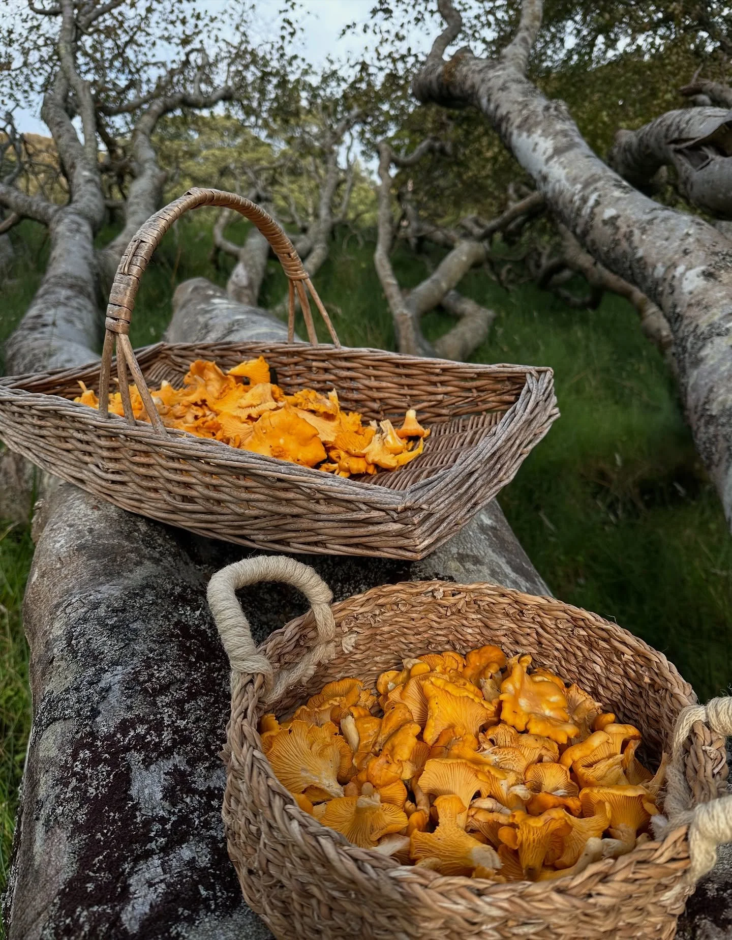 How to capture the magic of Mull in a few photos? Impossible, but it was the most memorable and delicious time with adored family 🍄&zwj;🟫🐬🦞