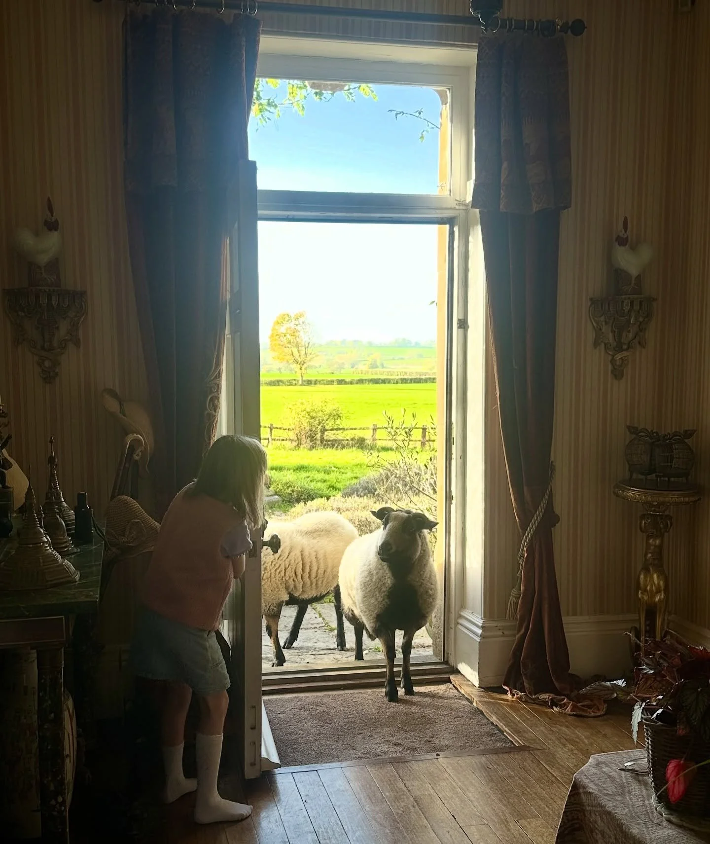 Unexpected guests 🐑🐏