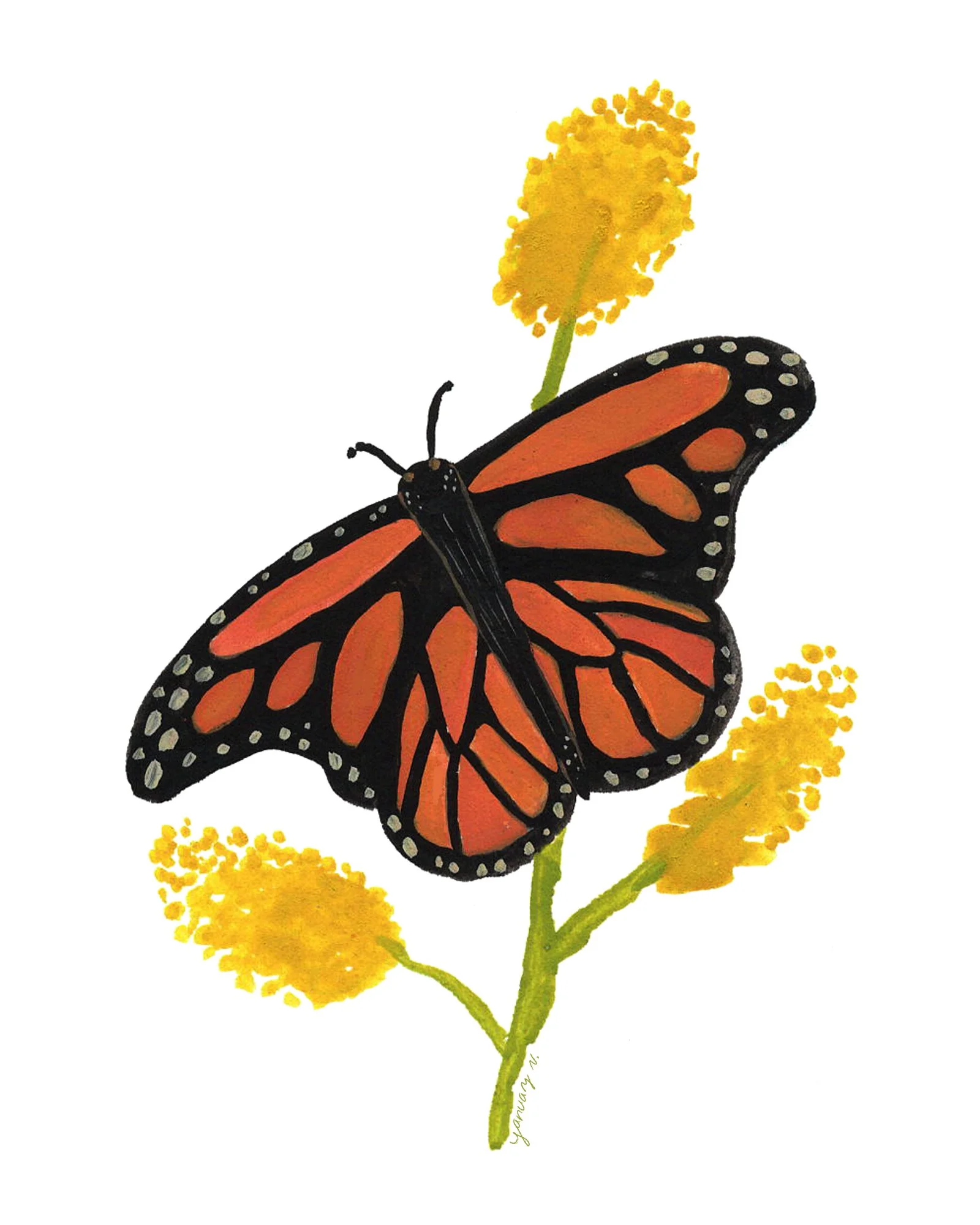 monarch-butterfly-painting-2024_yanuary-navarro.jpg