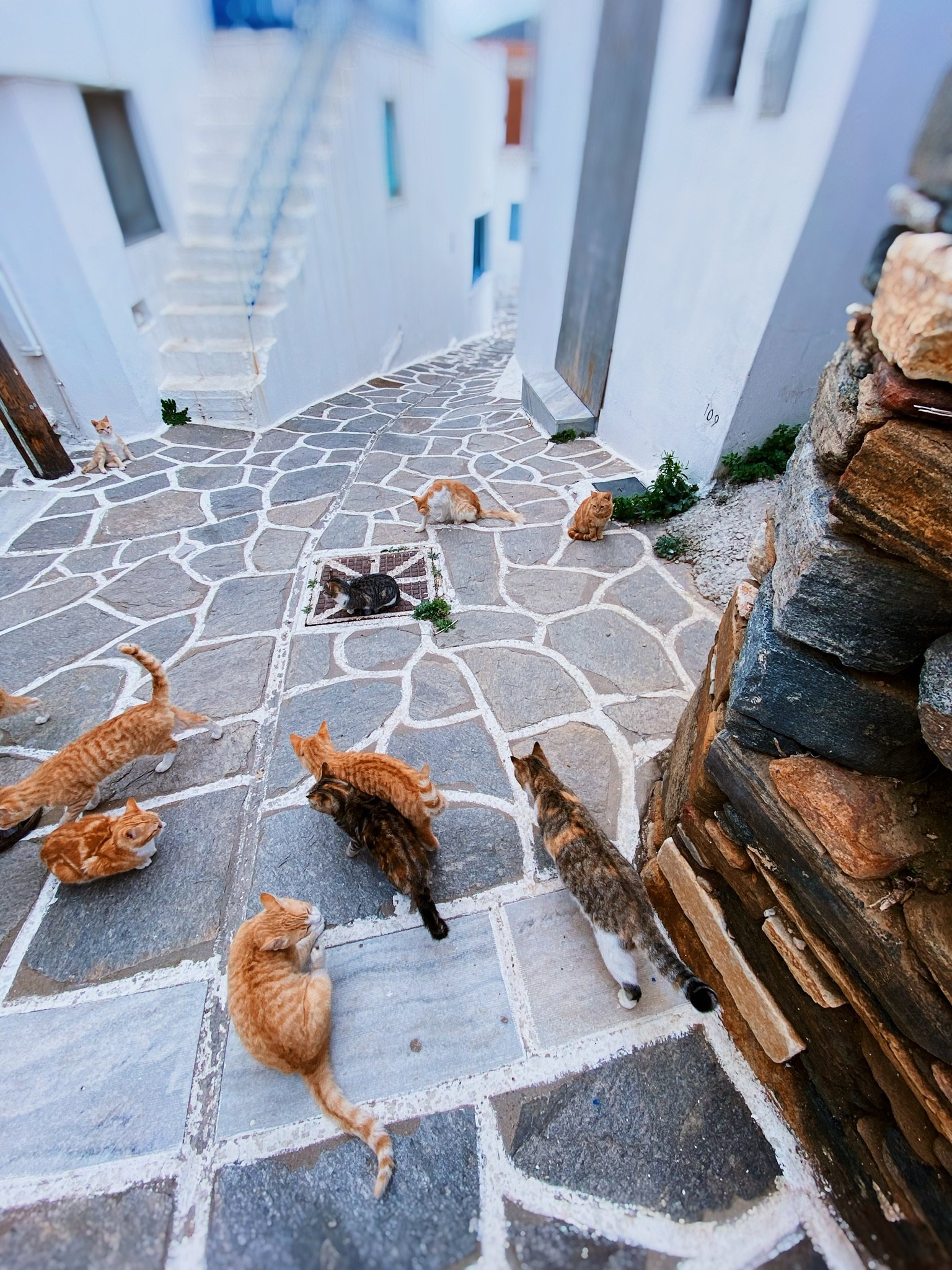 However, we weren't going to let that stop us! Our team sprang into action, performing over 50 successful neutering surgeries and nursing dozens of sick cats back
