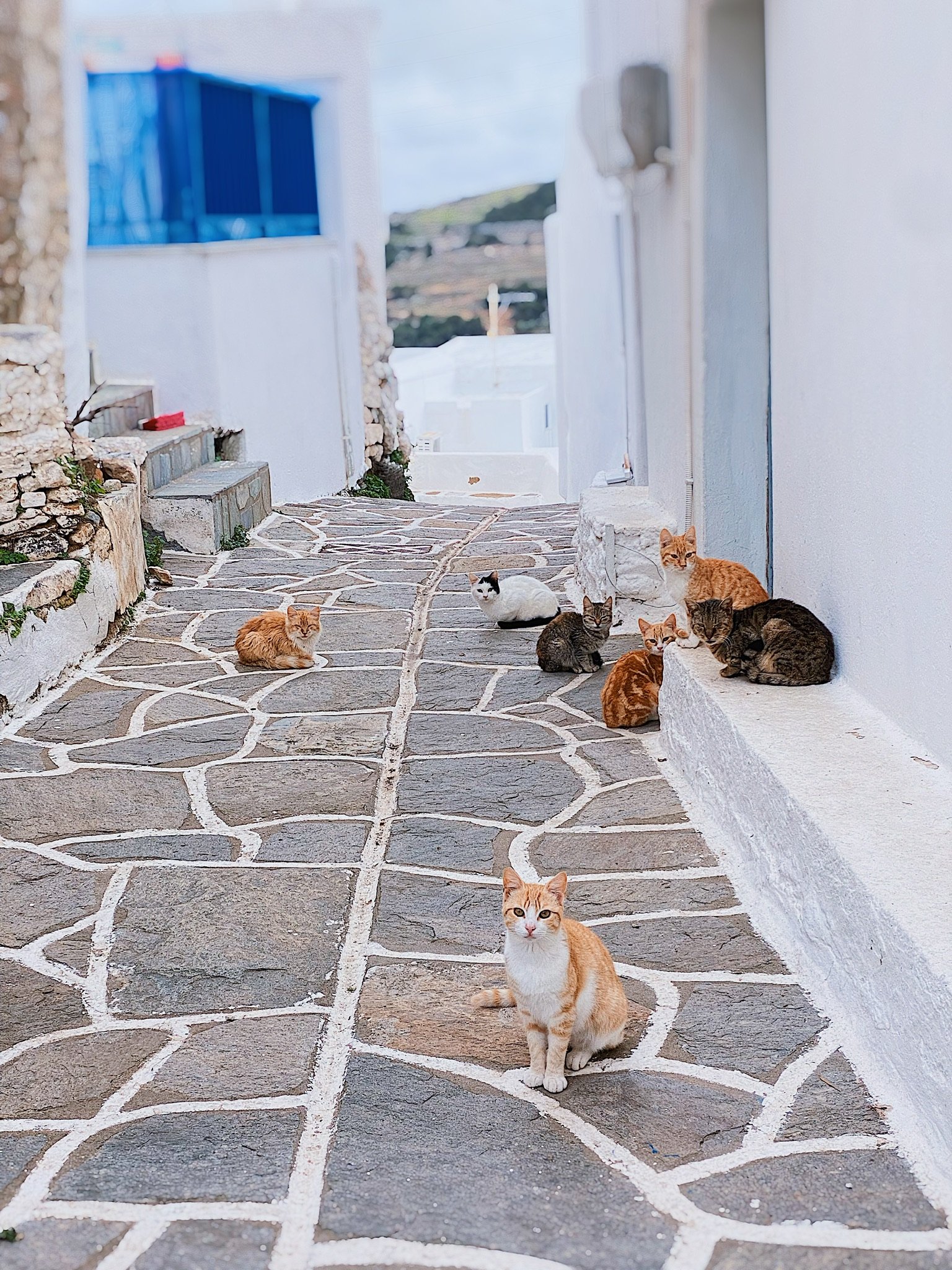 Get ready to be amazed! Kostos, a quaint little village on Paros Island, was teeming with furry feline friends when we arrived. Some residents were enthusiastic about the cats, while others were not so thrilled with the smells and the mess. to health