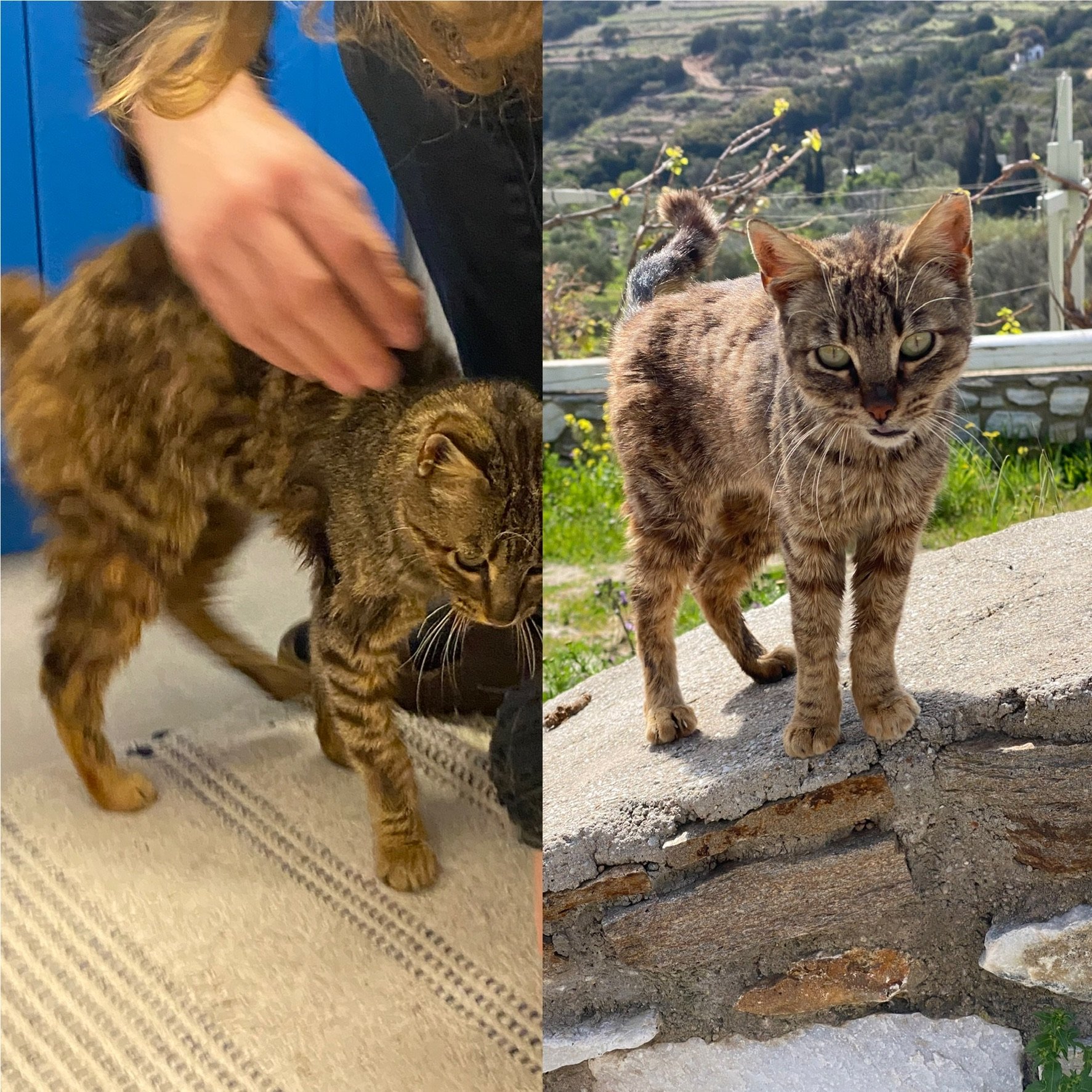 From a weak and malnourished kitten to a healthy and happy one! With proper nutrition and care, this little one bounced back from the effects of stomatitis.