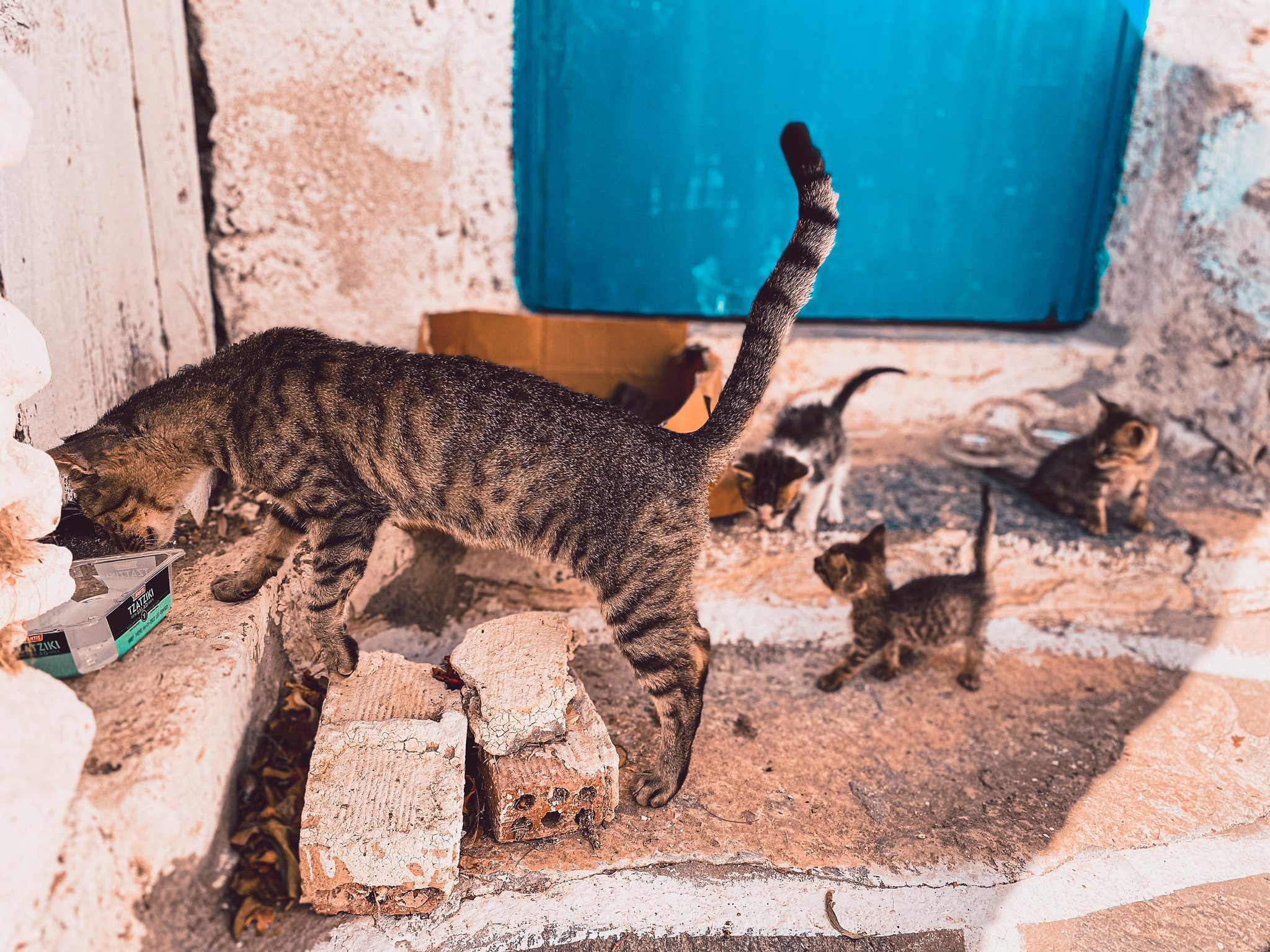 Baby steps: Our hearts were touched when we stumbled upon a cat-mom and her three adorable kittens. It was a pivotal moment that ignited our passion for helping the cats of Paros. Although we were unsure where to start, we knew that providing them wi