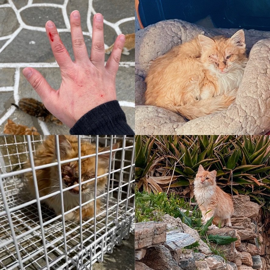 From wild and sick to thriving and slick! This fluffy white and orange kitten had us on our toes. It took a lot of patience, a scratch or two, and some serious surgical skills, but we're thrilled to say he's now thriving in his colony! Check out his