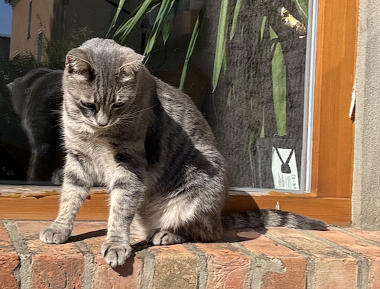 Screenshot 2025-10-09 at 2.27.42 PM.png