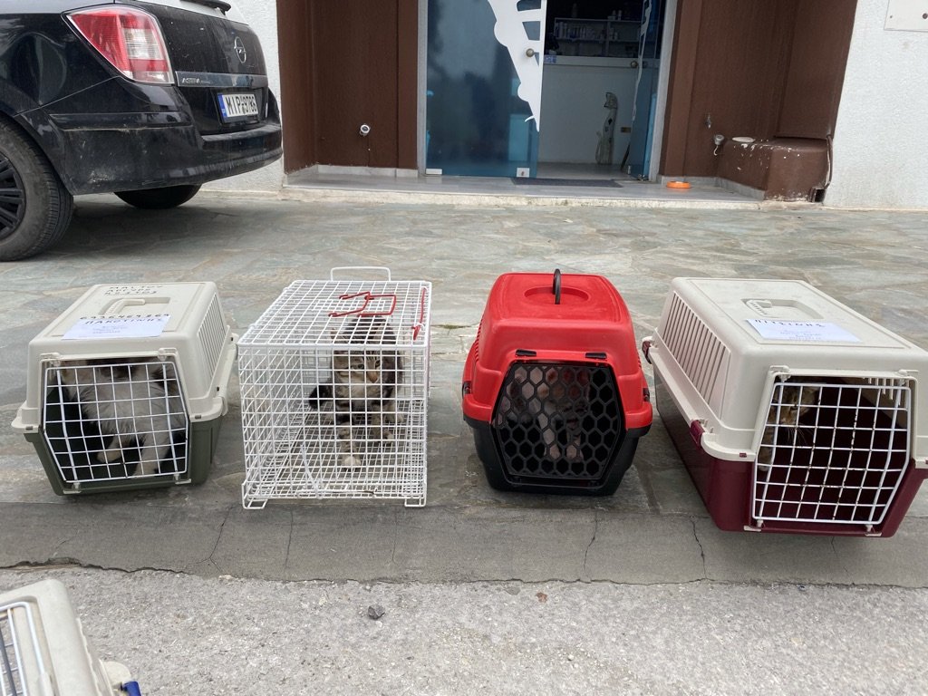 Purrfect teamwork! Here is a photo of our second trip to the vet. Thanks to the generous support of Paroscat who sponsored their neutering. It's amazing what we can achieve when we all work together for the well-being of our furry friends.