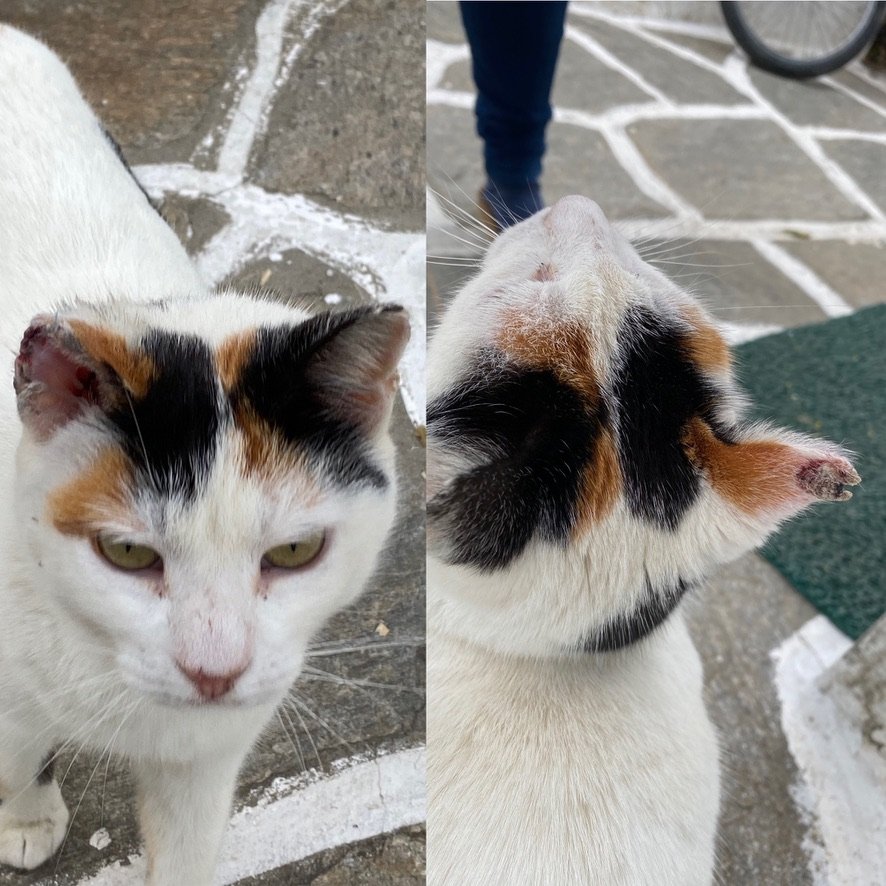 This white cat battled skin cancer, but thanks to proper care and attention, she's now a thriving survivor with a clipped ear to show for it. We're grateful to have been a part of her journey toward a healthy and happy life. The surgery was also paid
