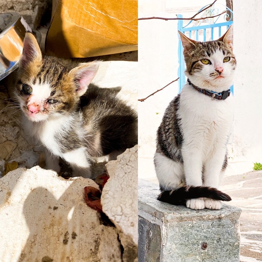 Witness the amazing transformation of this kitten from sick and frail to healthy and vibrant! Despite being afflicted with cat flu, we didn't give up on them and provided them with the right treatment and care. Just look at them now - they're nothing