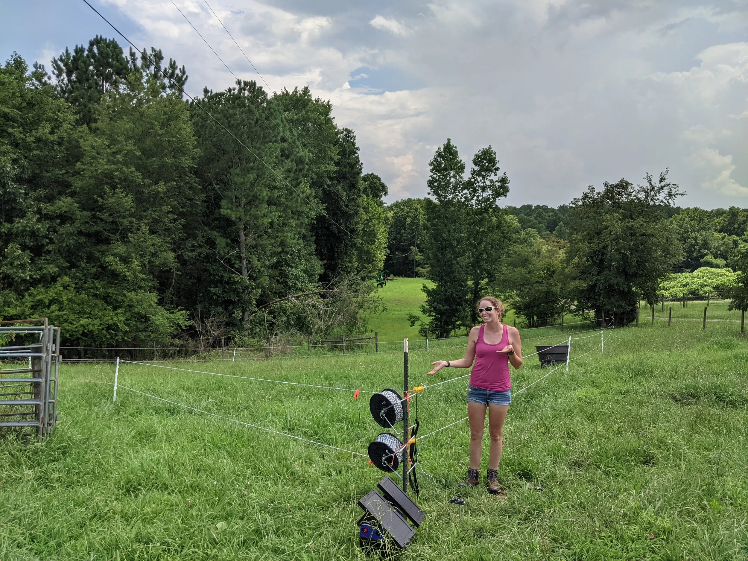 The hilarious story of training our first cows on electric fencing