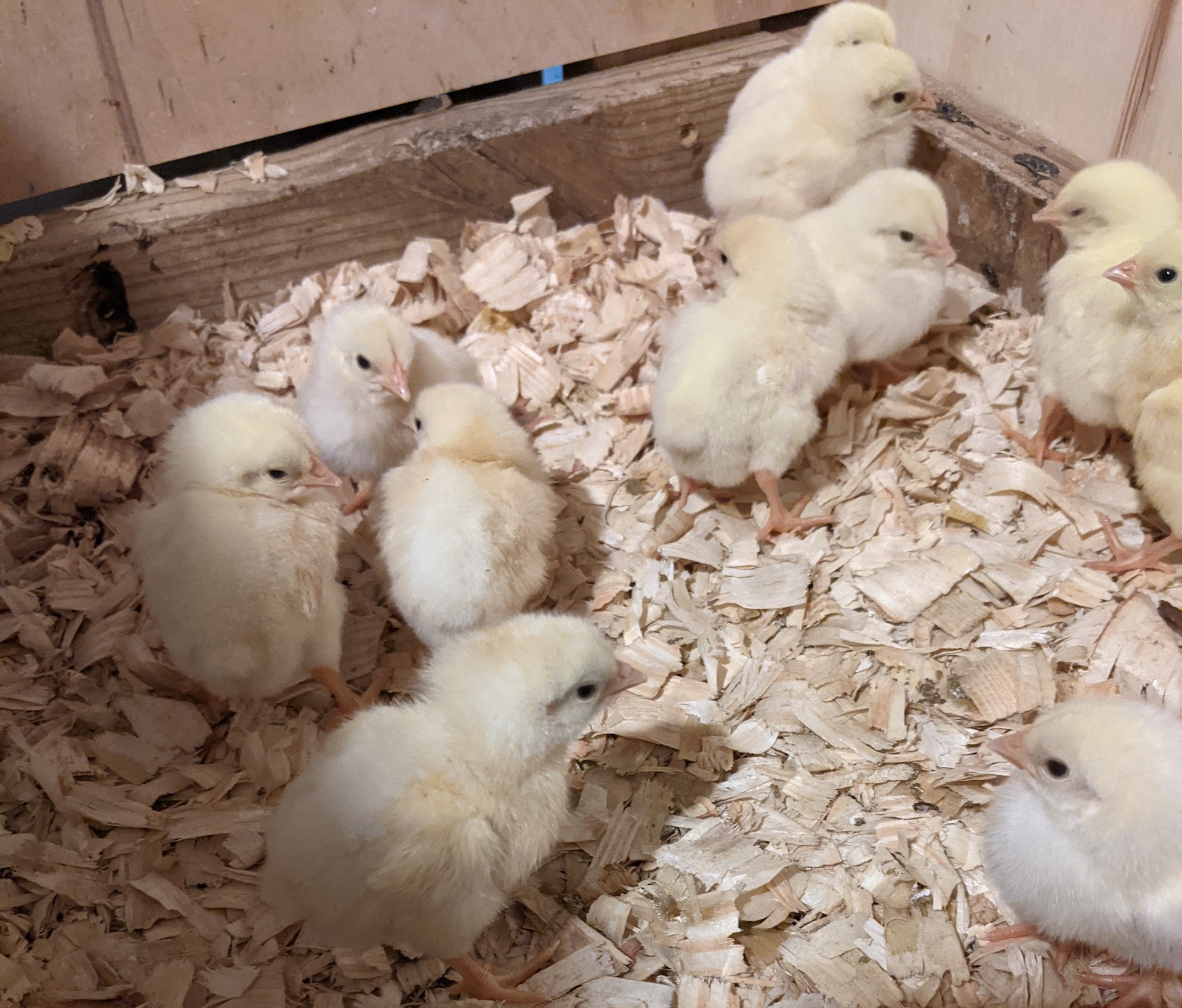 Chicks… Smart or Insane?