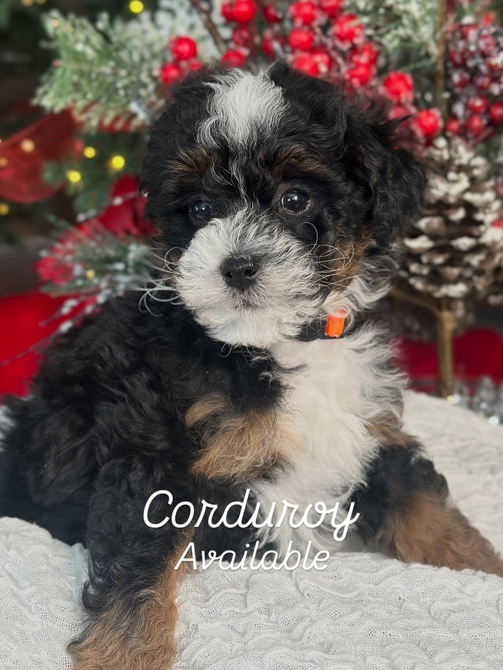 Bernedoodle_Kona_2025_Courduroy.JPG