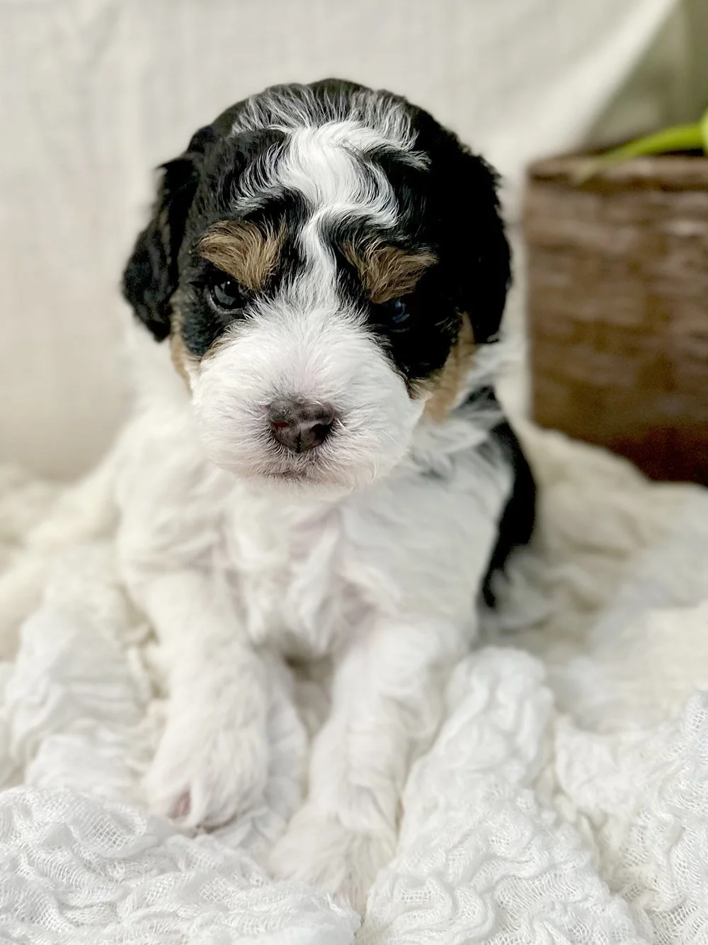 Male:  Wilson 