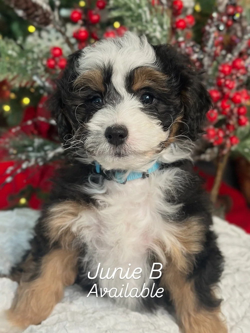 Bernedoodle_Kona_2025_JunieB.JPG