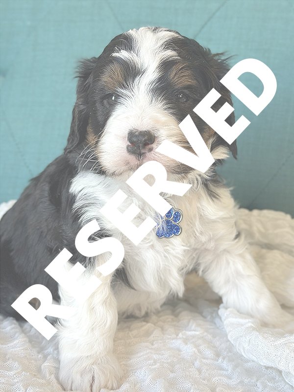 CLOVER - Blue Collar - Male — RESERVED —