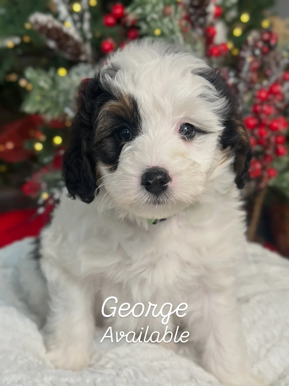 Bernedoodle_Kona_2025_George.JPG