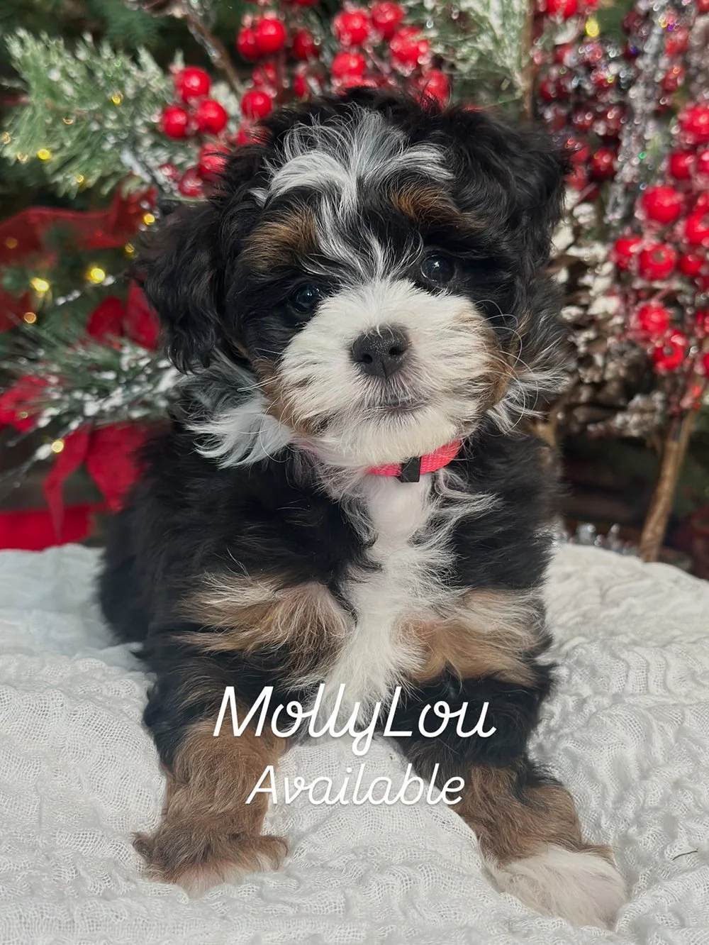 Bernedoodle_Kona_2025_MollyLou.JPG