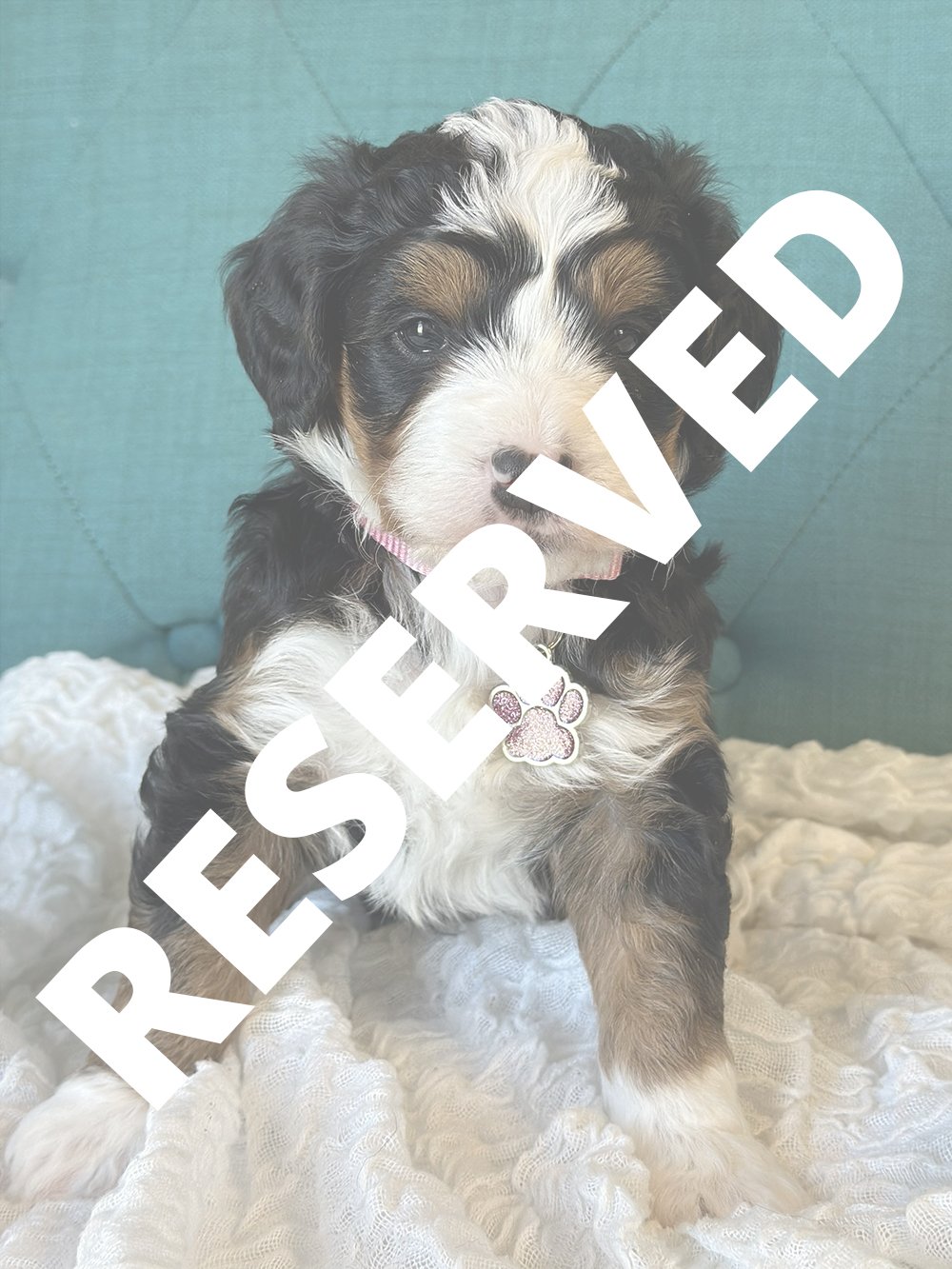 GOLDIE - Pink Collar - Female — RESERVED —