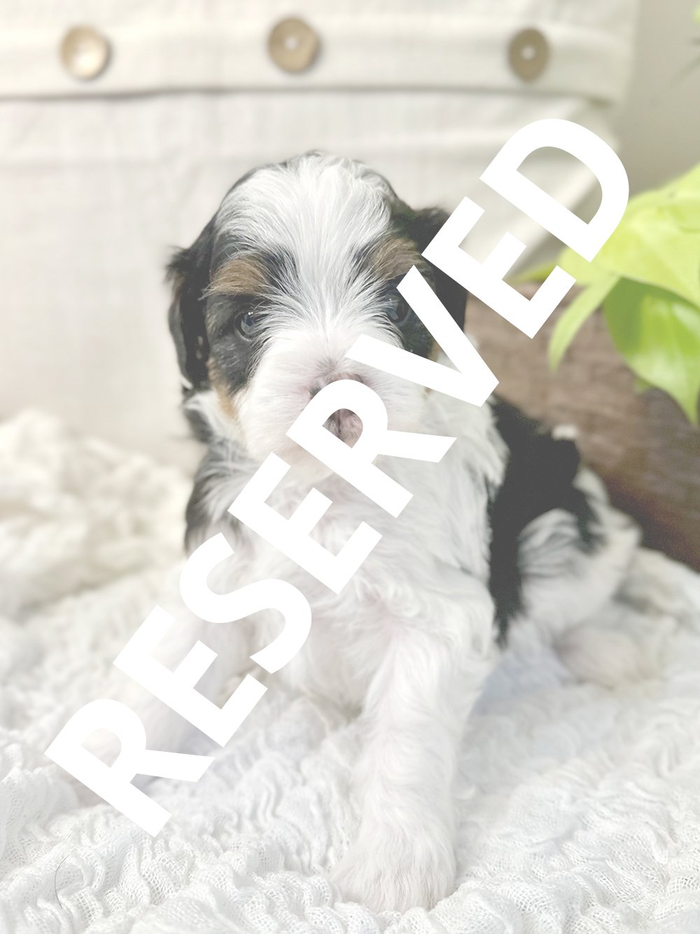 2026_Bernedoodles_Bailey_(2)_RESERVED.jpg