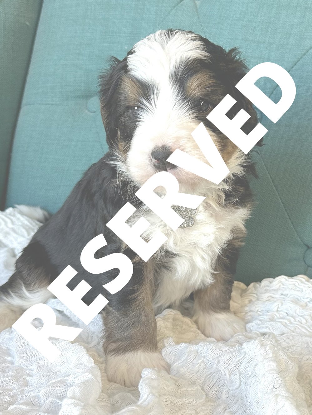 ROARKE- Gray Collar - Male — RESERVED —