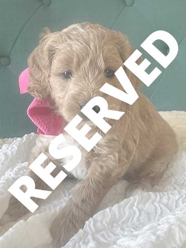 Miss Dark Pink —  RESERVED 