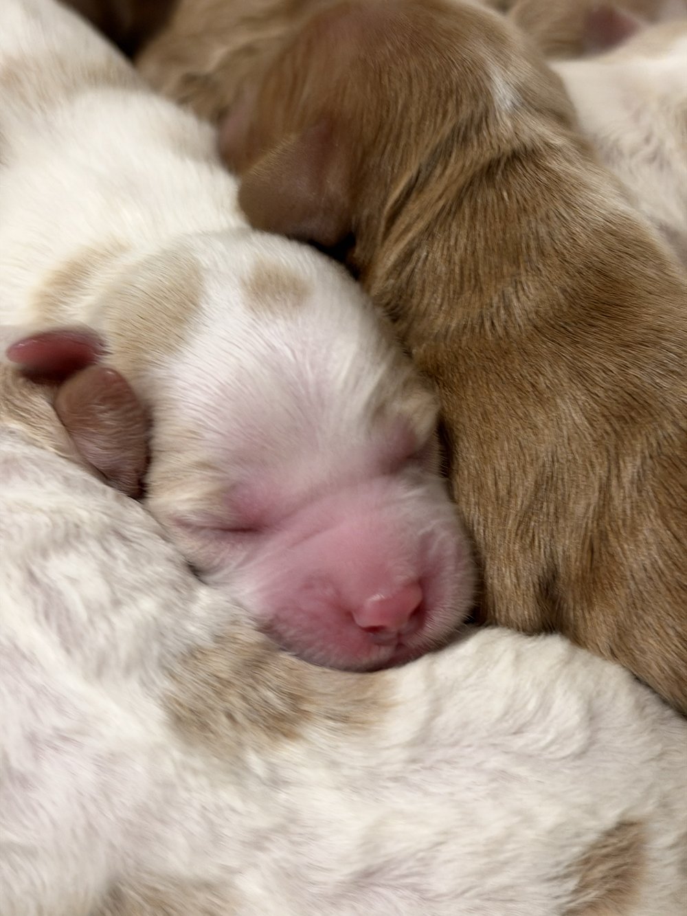 IMG_7918_Goldendoodles_MurphyJane_2026.jpg