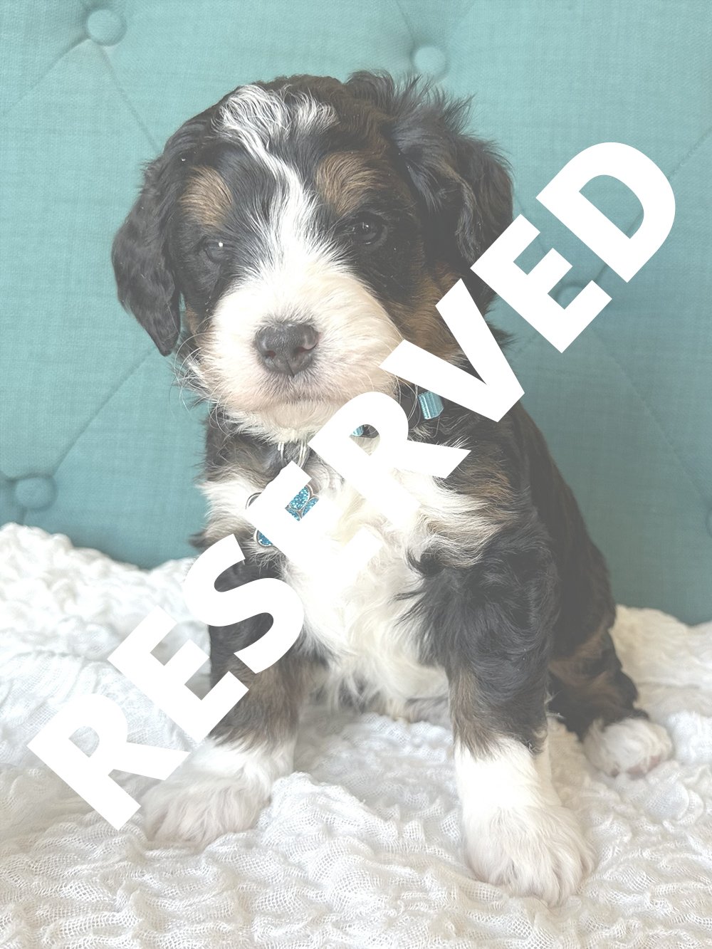 SHAMUS - Turquoise Collar - Male — RESERVED —