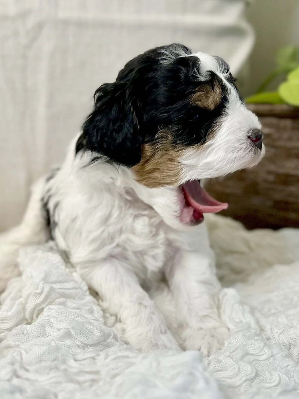Male:  Wilson 