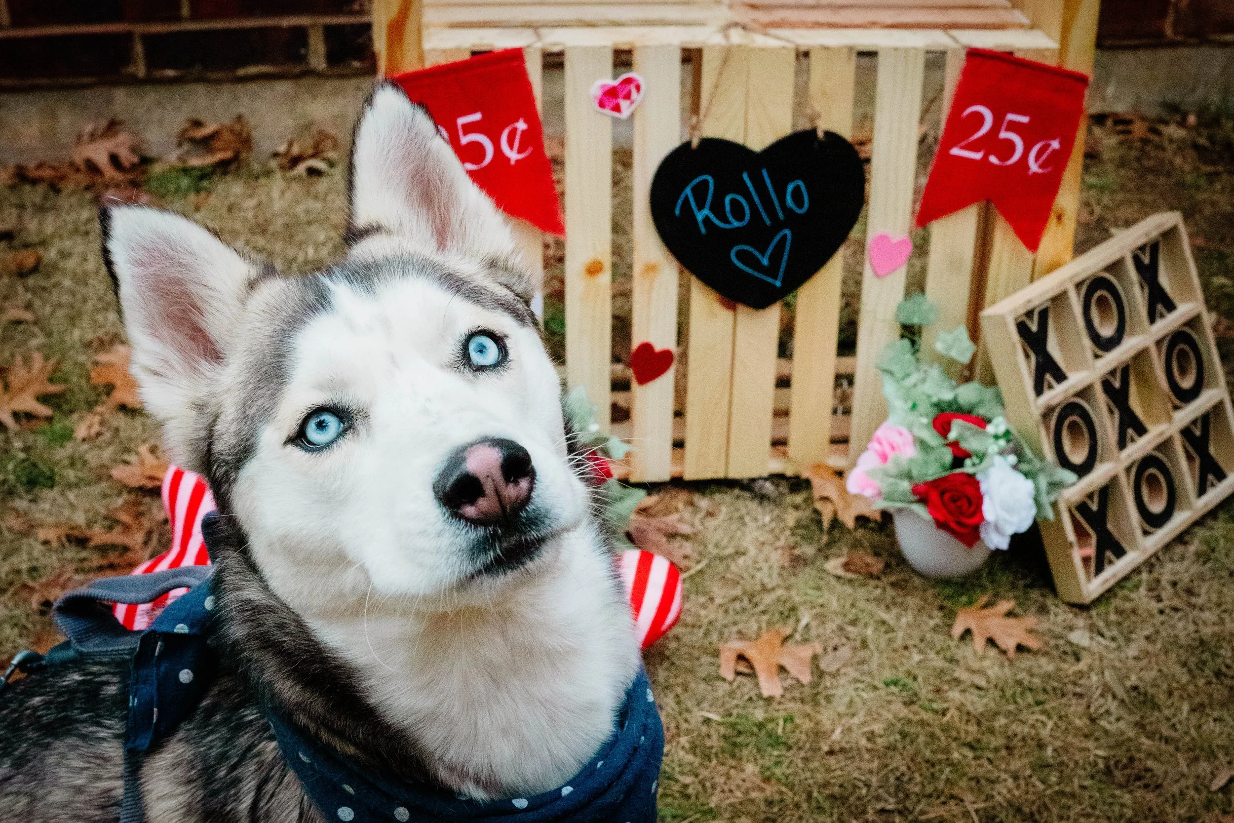 Rollo-10.jpg