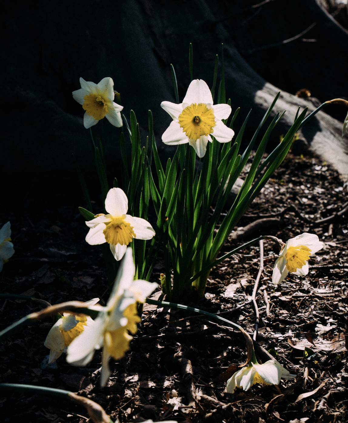 Spring Bulb Planting